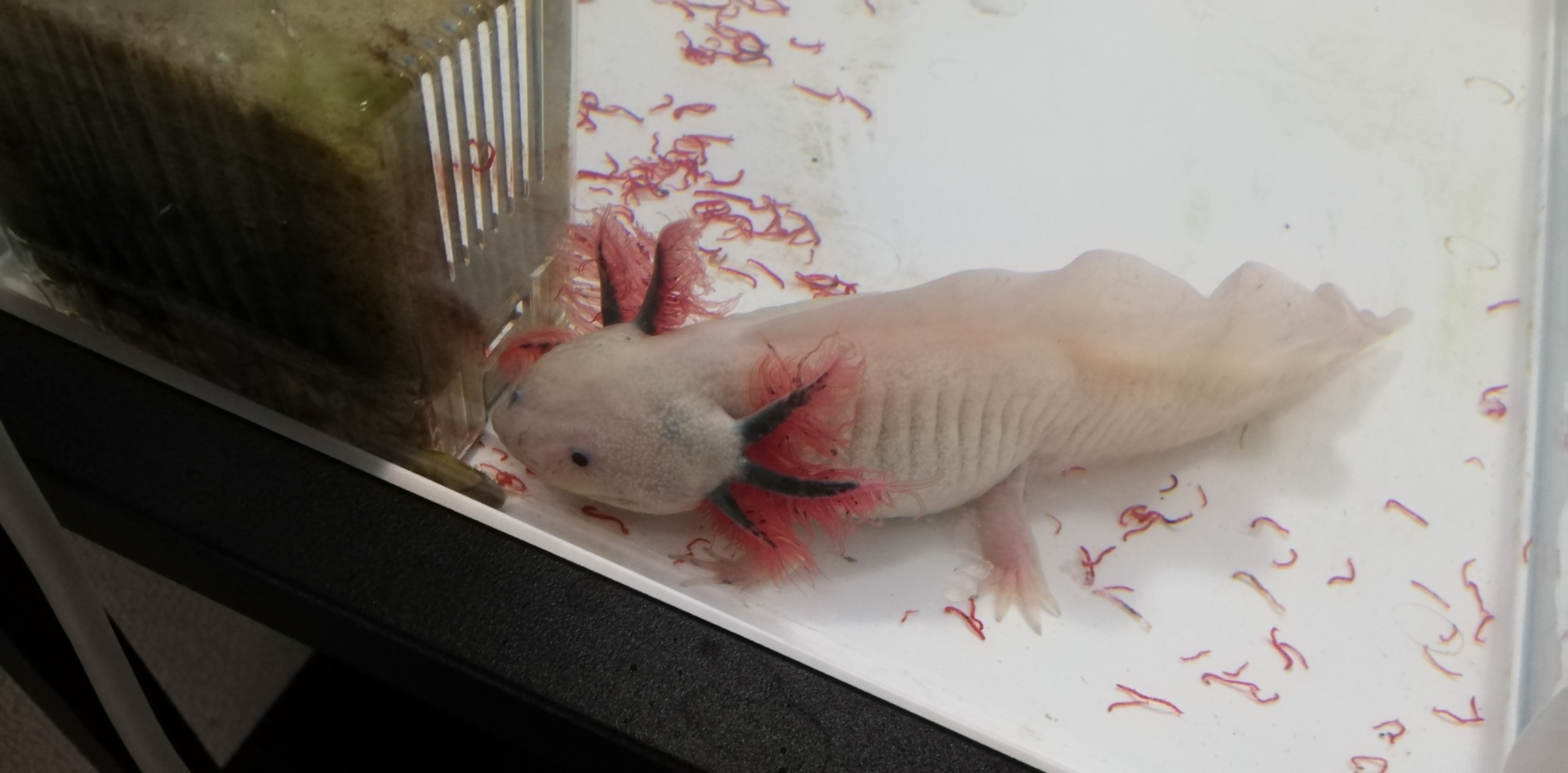 2 28 自宅にて まさやんさんの観光の活動日記 Yamap ヤマップ