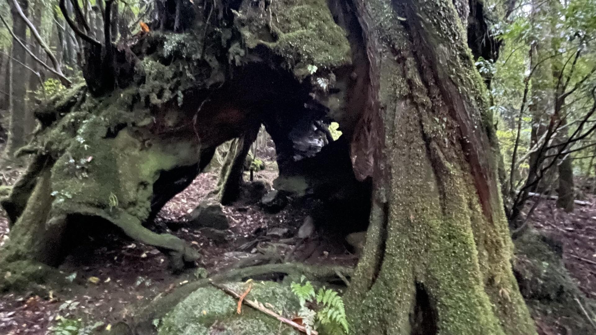 屋久島・縄文杉 / 屋久島・宮之浦岳の写真9枚目 / おそらく倒木の上に