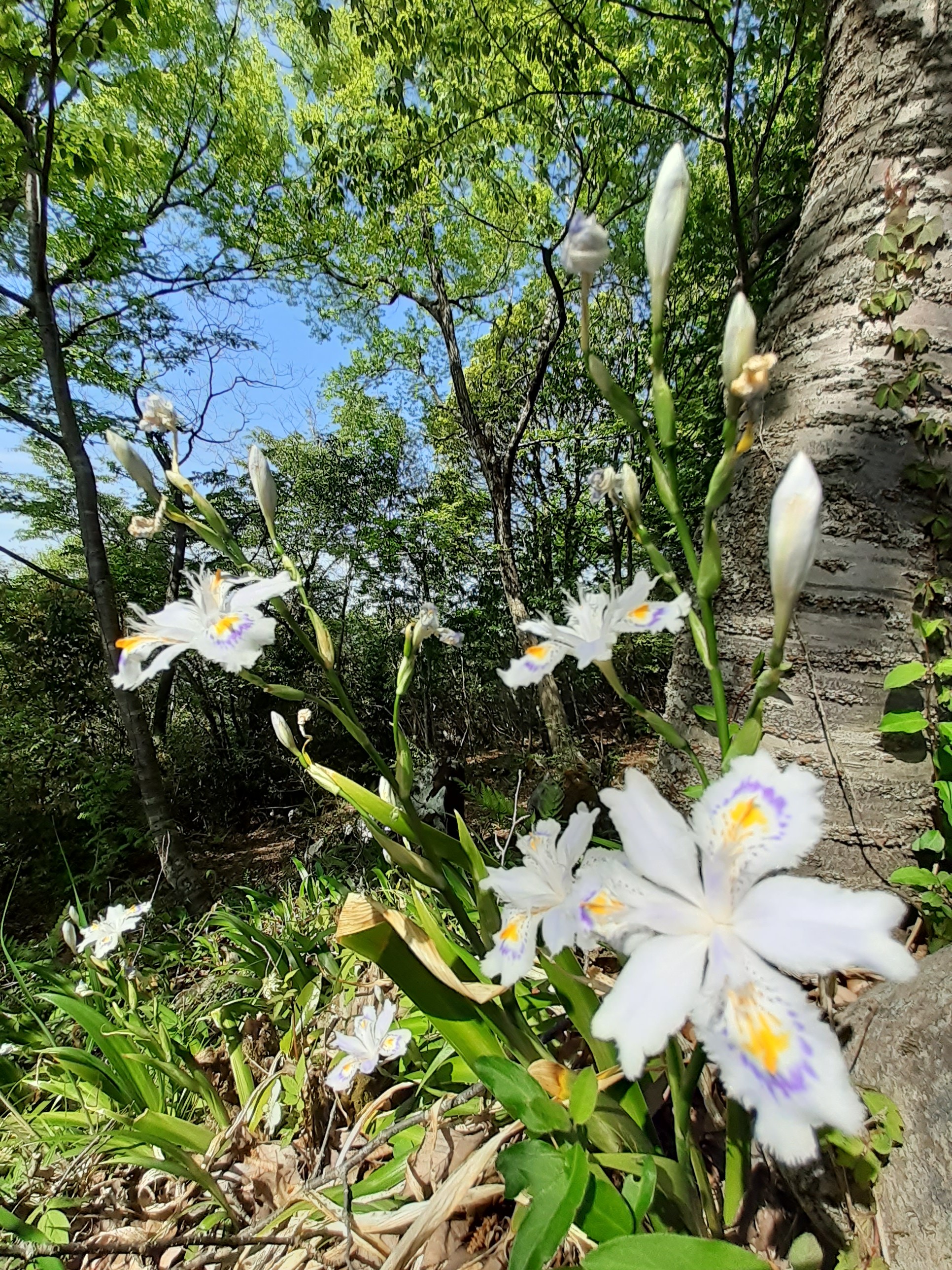 著莪 ｼｬｶﾞ 咲く 甲佐岳 花言葉 決心 私を認めて 楽かずくんさんの甲佐岳の活動データ Yamap ヤマップ