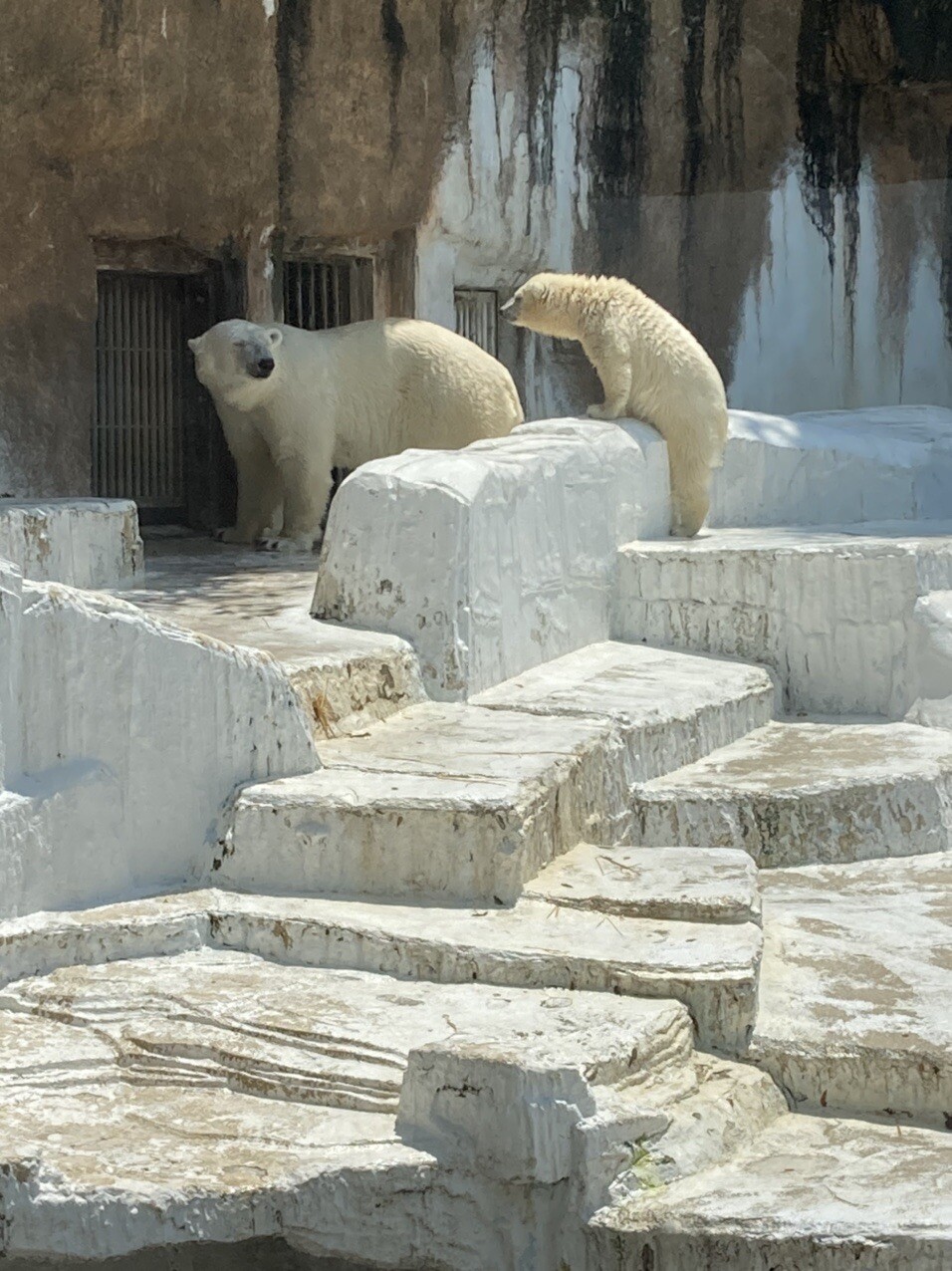 天王寺動物園へ初めて行ってきました。都会... / あんさんのモーメント YAMAP / ヤマップ