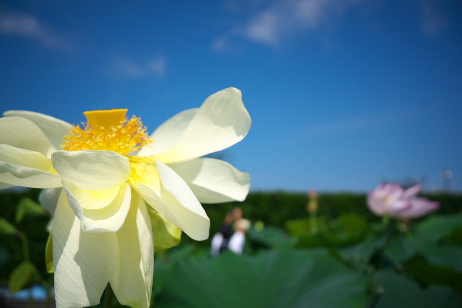 睡蓮の花言葉は 白色 純粋 潔白 まちゃぴんさんのモーメント Yamap ヤマップ