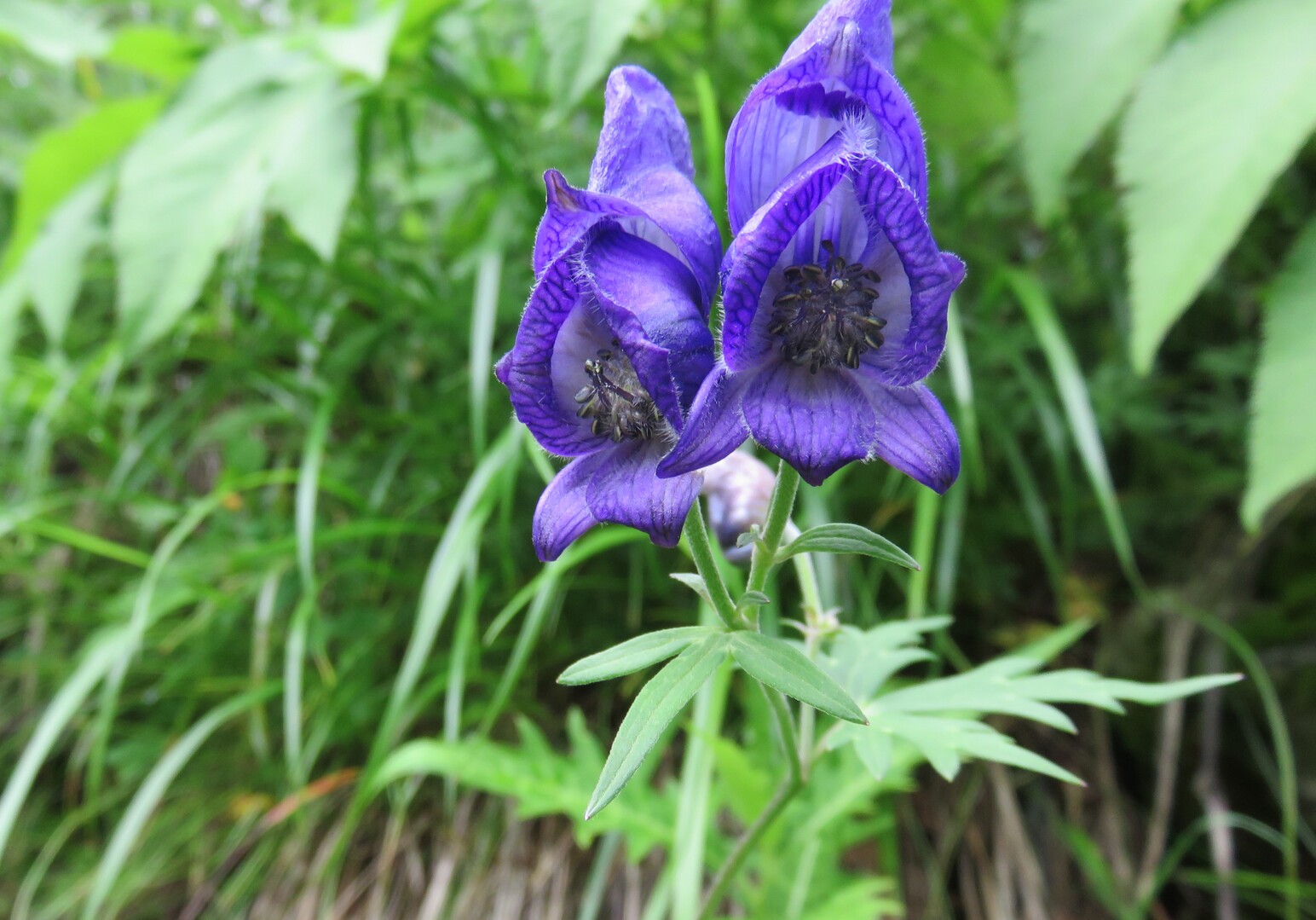 北岳ー北岳の花々編ー追憶4 16年7月31日 8月2日 チカさんの北岳 間ノ岳 農鳥岳の活動日記 Yamap ヤマップ