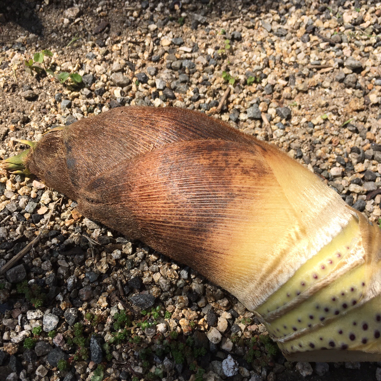 朝日山 広島県竹原市 04 29 しゃんしゃんさんの朝日山 鷹ノ巣山 広島県竹原市 の活動データ Yamap ヤマップ