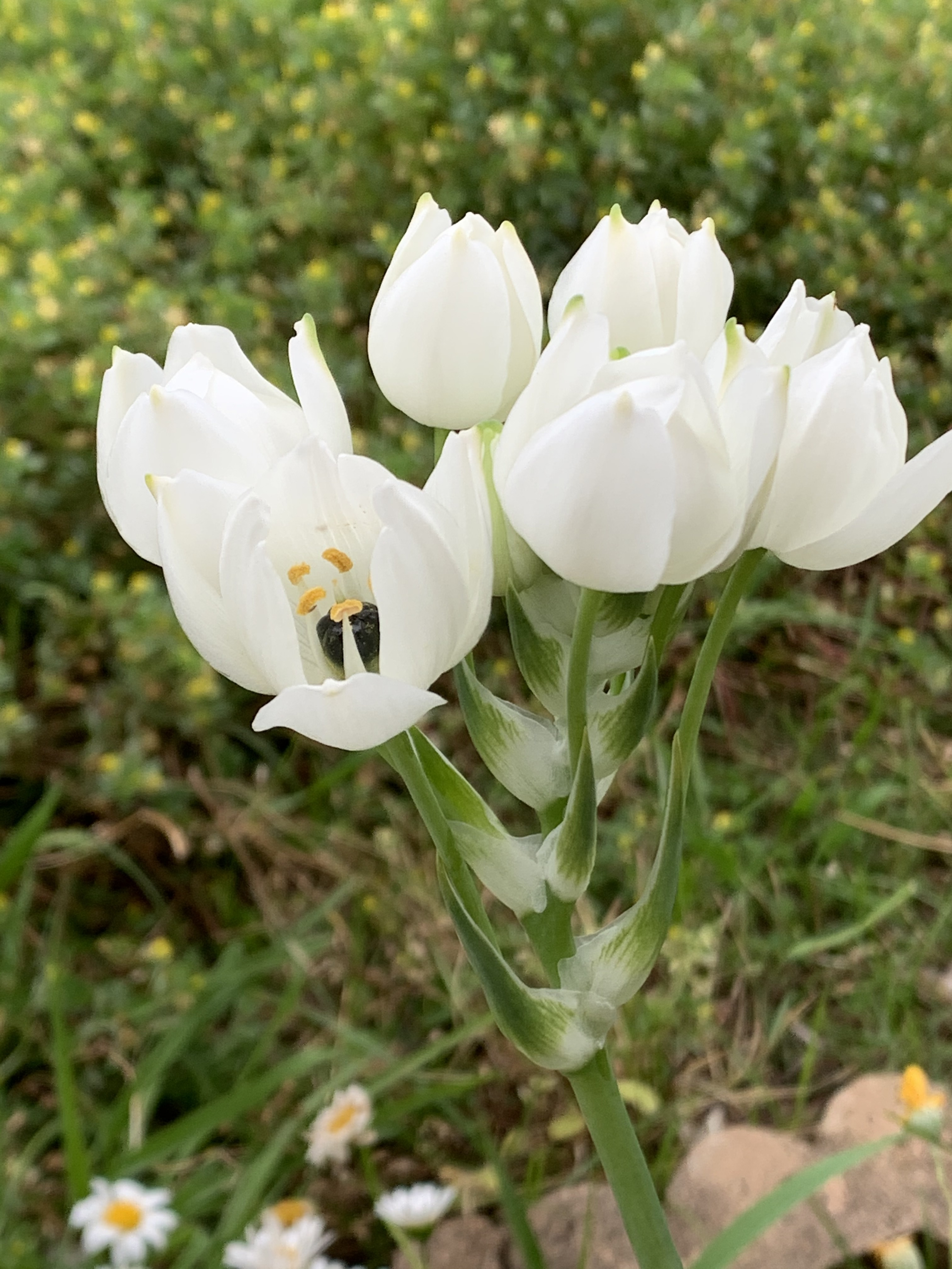 花レポ その７ リンダさんの大山の活動日記 Yamap ヤマップ