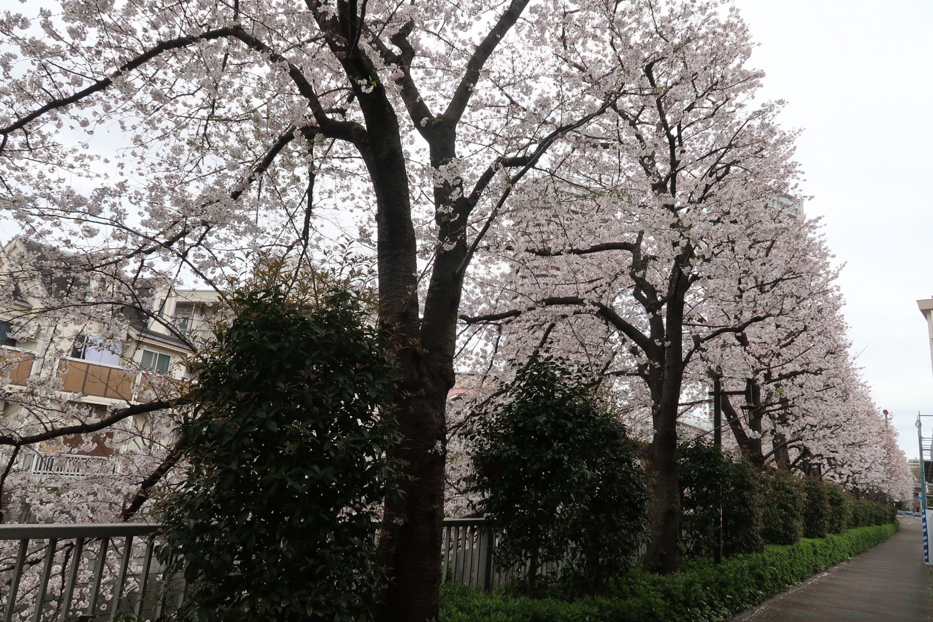 神田川遊歩道 箱根山 03 28 ルシアンさんの東京都23区 北エリアの活動日記 Yamap ヤマップ