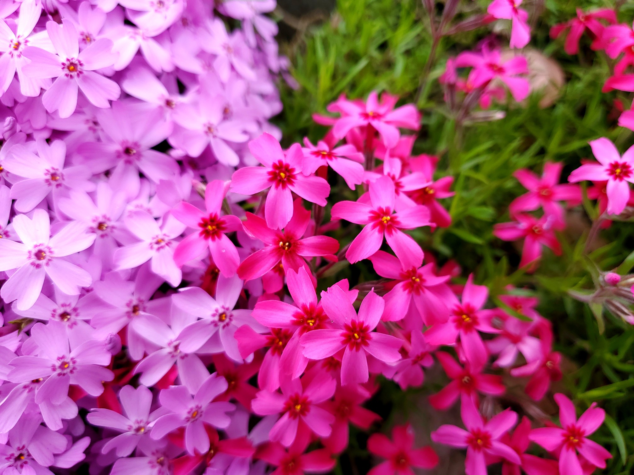魚沼芝桜まつり 花と緑と雪の里公園 に行 こんじいさんのモーメント Yamap ヤマップ