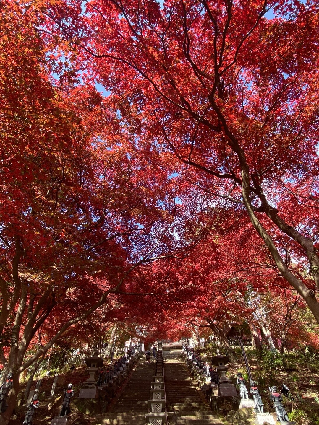 紅葉の大山 Makoさんの大山の活動日記 Yamap ヤマップ
