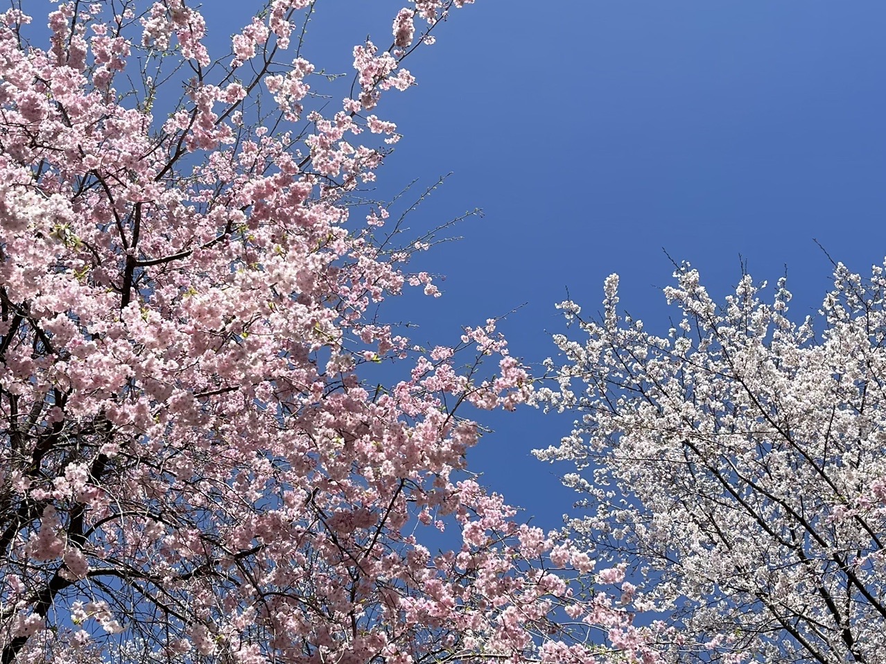 さくらの山公園 大観山 西山高取 Chihiroさんの大高取山の活動データ Yamap ヤマップ