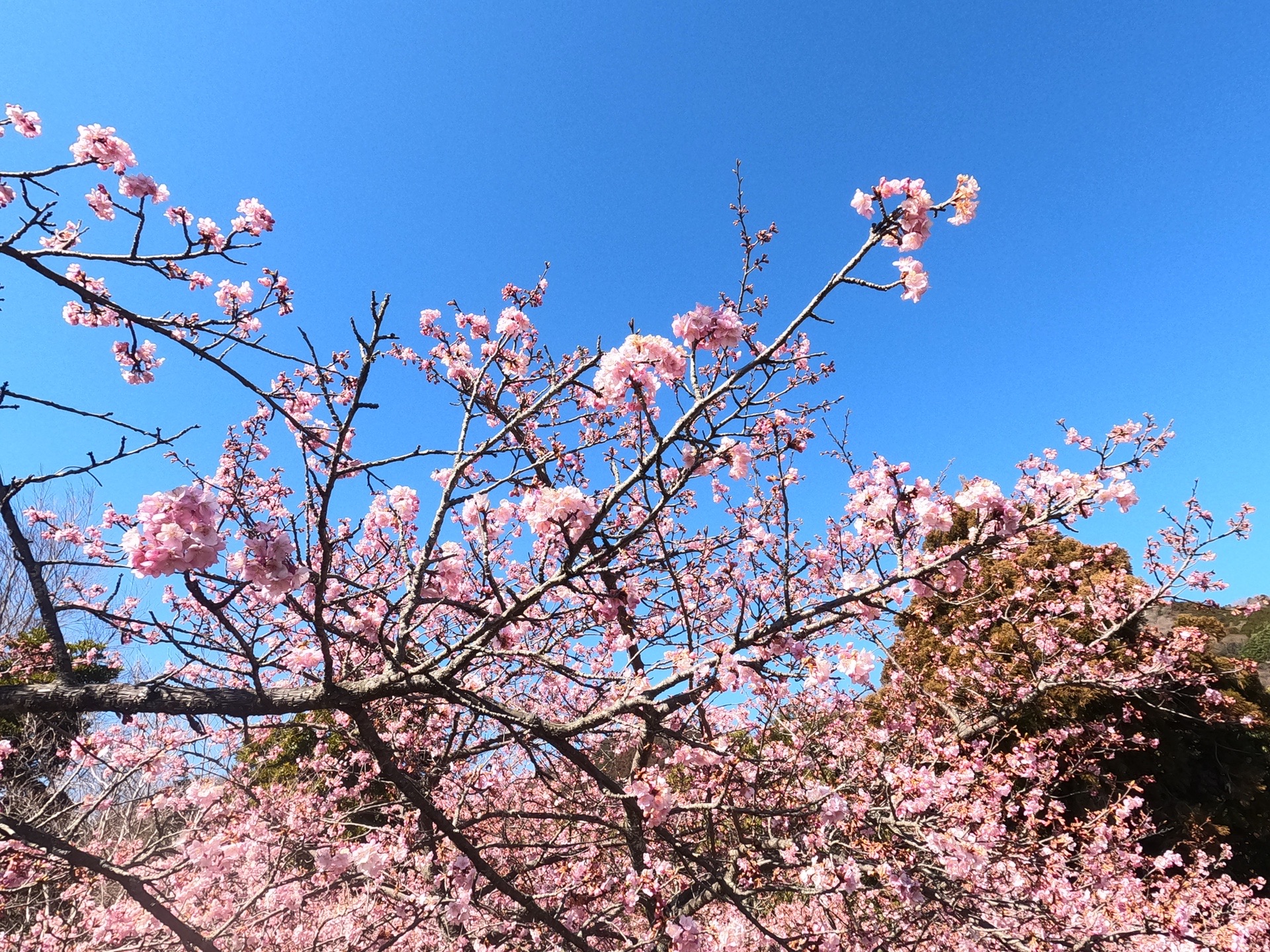 高松山の富士山と松田山の河津桜 まつさんの高松山 大野山の活動データ Yamap ヤマップ