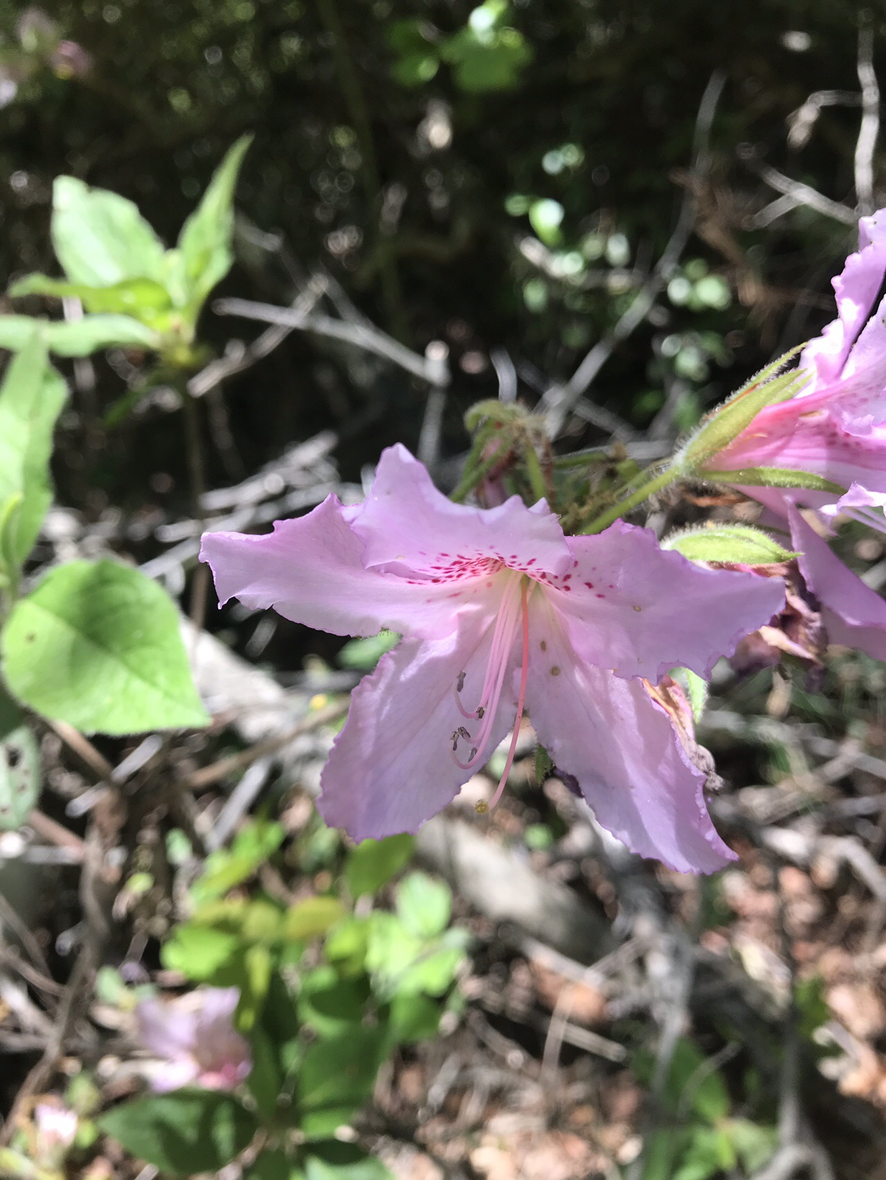 中山 兵庫県 大峰山 19 05 08 あかりさんの中山 兵庫県 大峰山の活動データ Yamap ヤマップ