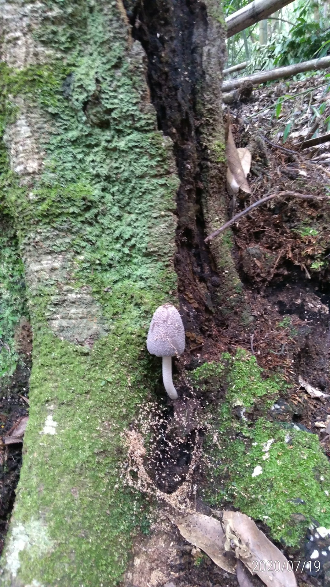 片縄山 キノコが大きく成長していました こたろうさんの油山 荒平山 片縄山の活動日記 Yamap ヤマップ