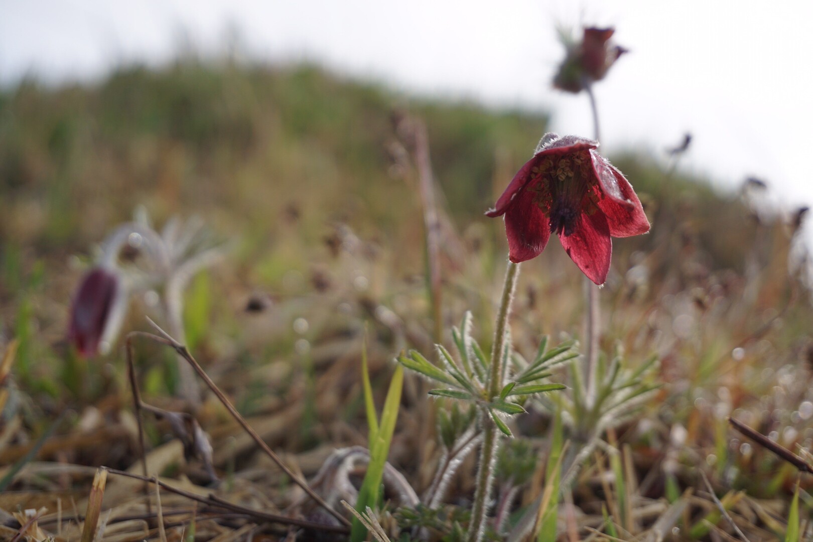 花 から花 へ ぷりんさんの天拝山 基山の活動データ Yamap ヤマップ