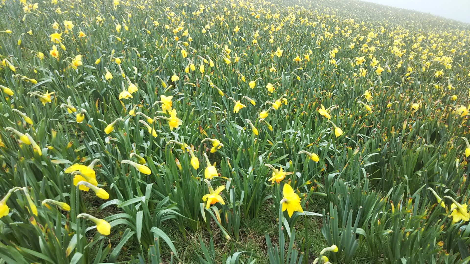 権現山 蓬莱山 琵琶湖バレイ水仙 19 05 01 Meguさんの比良山地 武奈ヶ岳 釈迦岳の活動データ Yamap ヤマップ