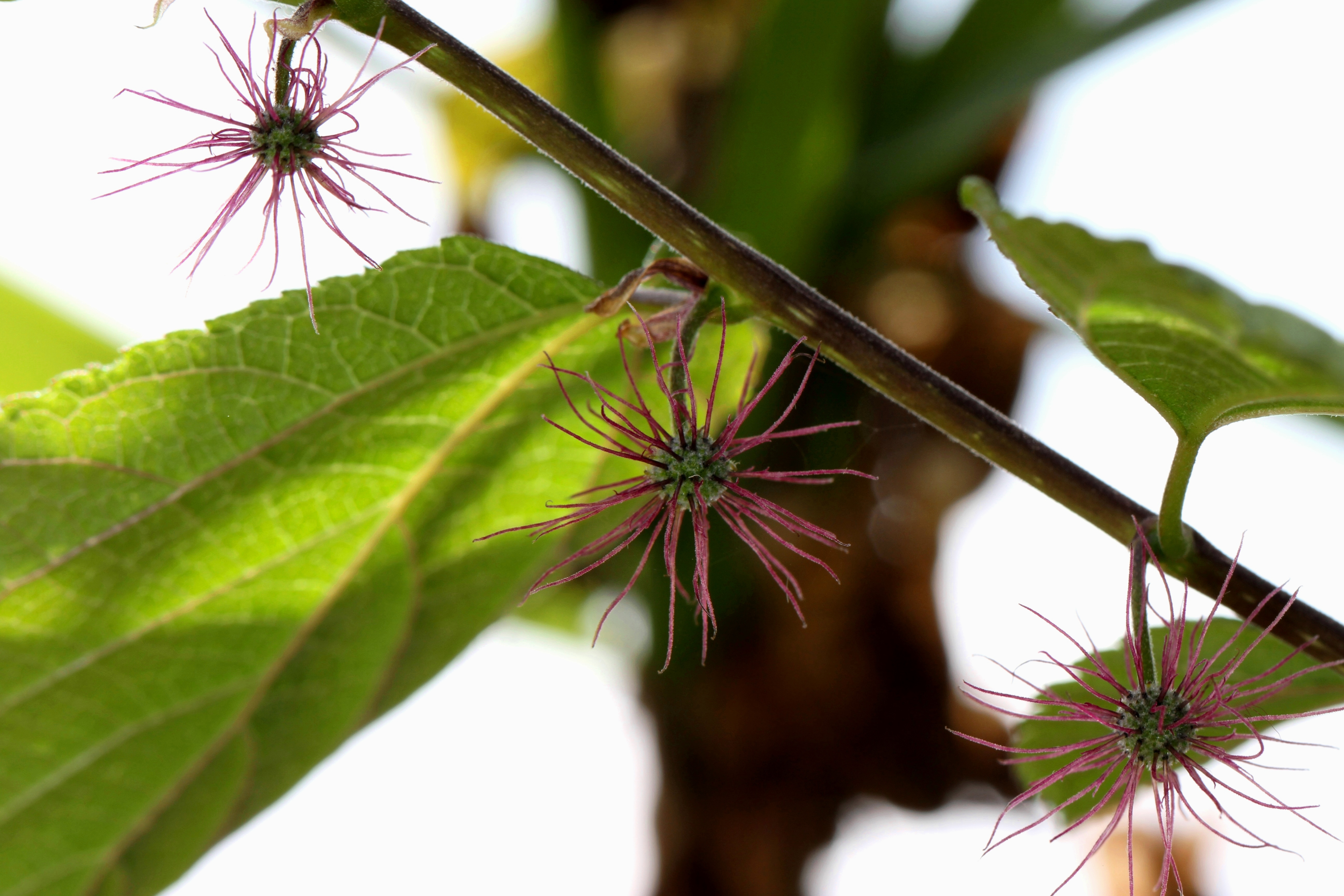 プラチナ ウイークの高尾山 ユユ さんの高尾山 陣馬山 景信山の活動データ Yamap ヤマップ
