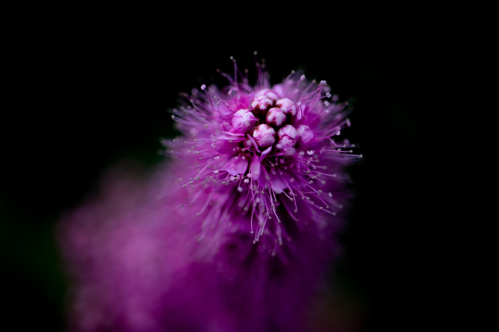 スマホの壁紙を作るべく鳥撮と花撮をして来 ヶ岳さんのモーメント Yamap ヤマップ