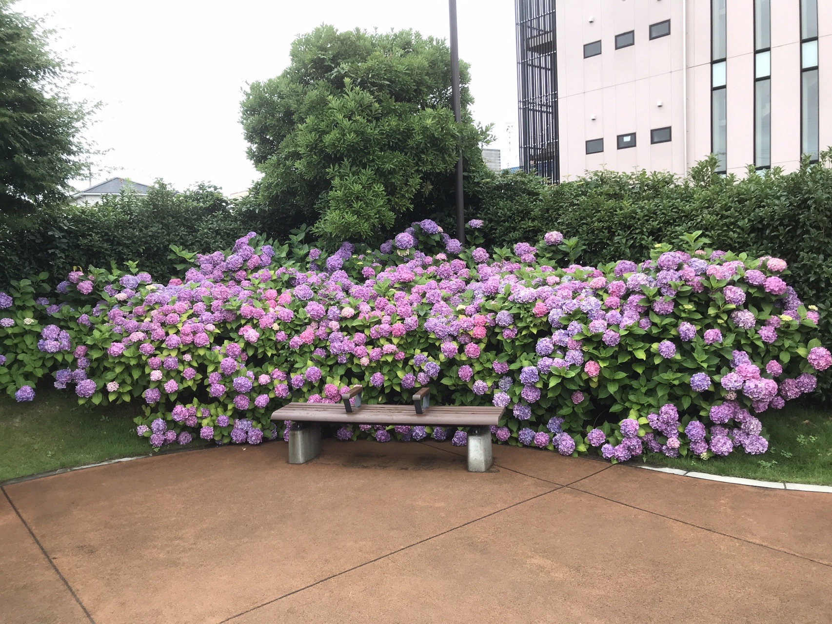 水戸市保和苑の あじさい を求めて ノッポ男さんの水戸市の活動データ Yamap ヤマップ