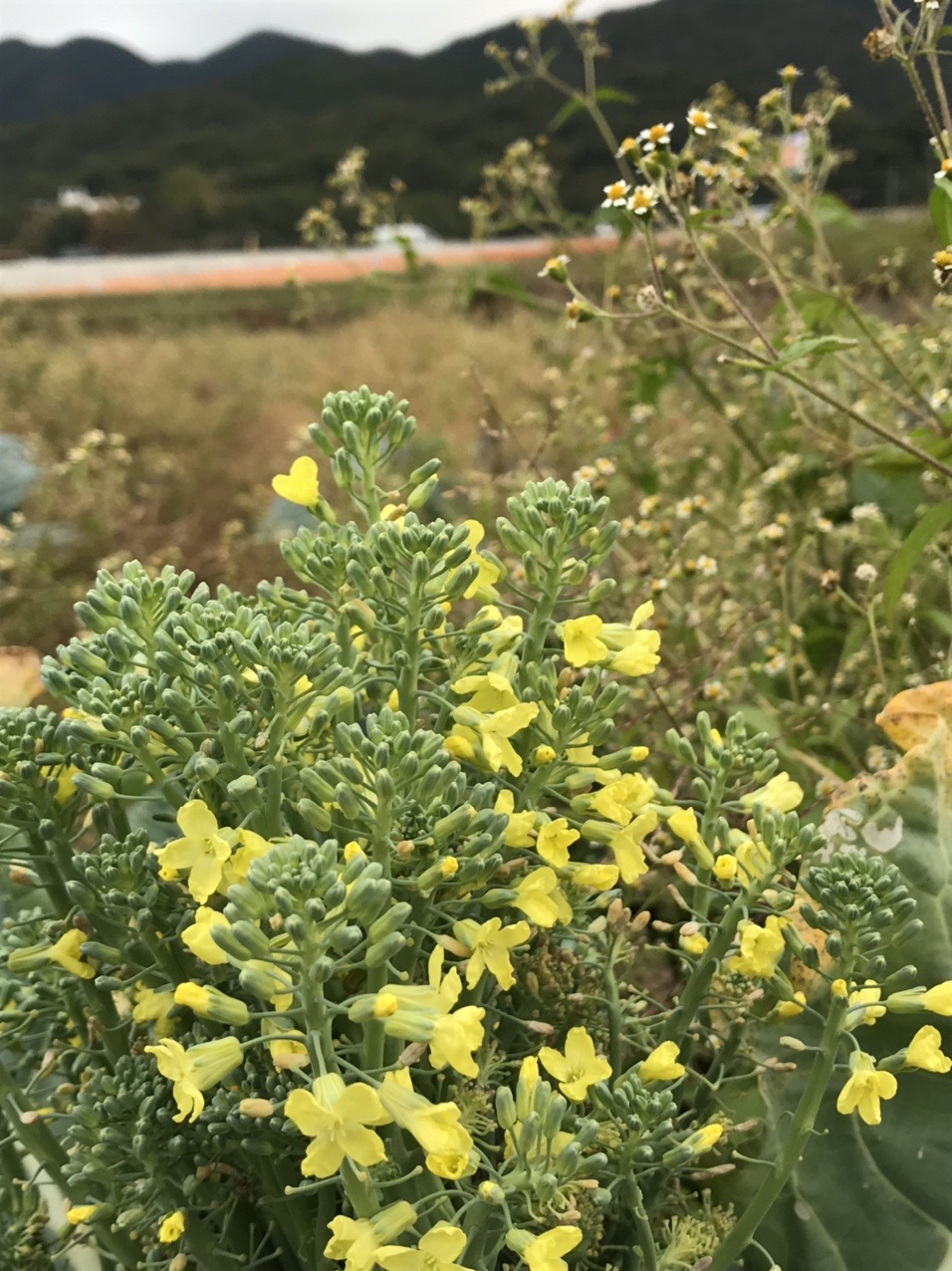 ブロッコリーの花 ブロッコリーが美味しい Arisaさんのモーメント Yamap ヤマップ