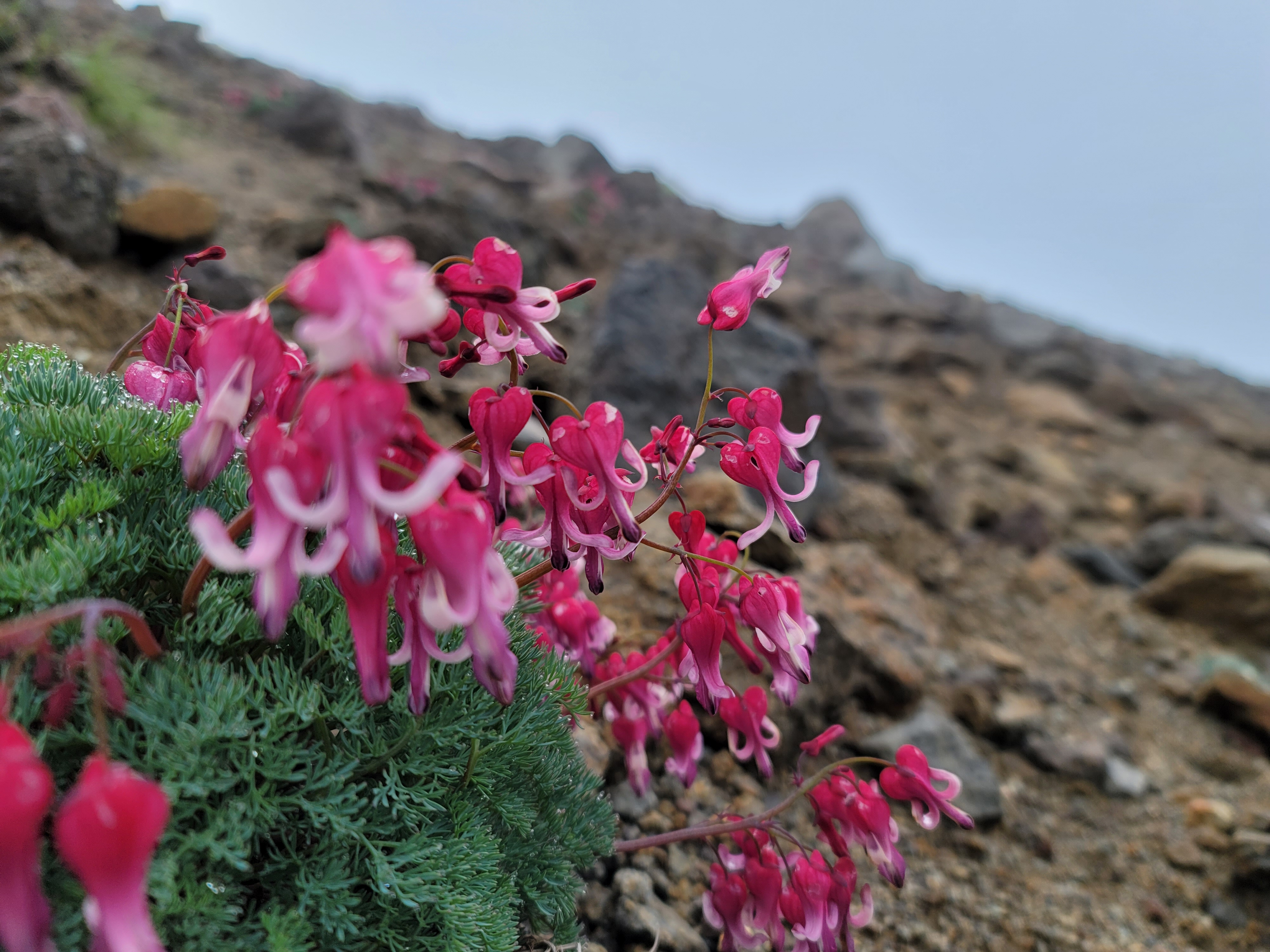 日光白根山 新しくなった山名板 と夏の花 Kazさんの日光白根山 五色山 錫ヶ岳の活動データ Yamap ヤマップ