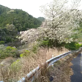 この時期でも３種類の桜　これが鐘ヶ坂公園の特徴か！