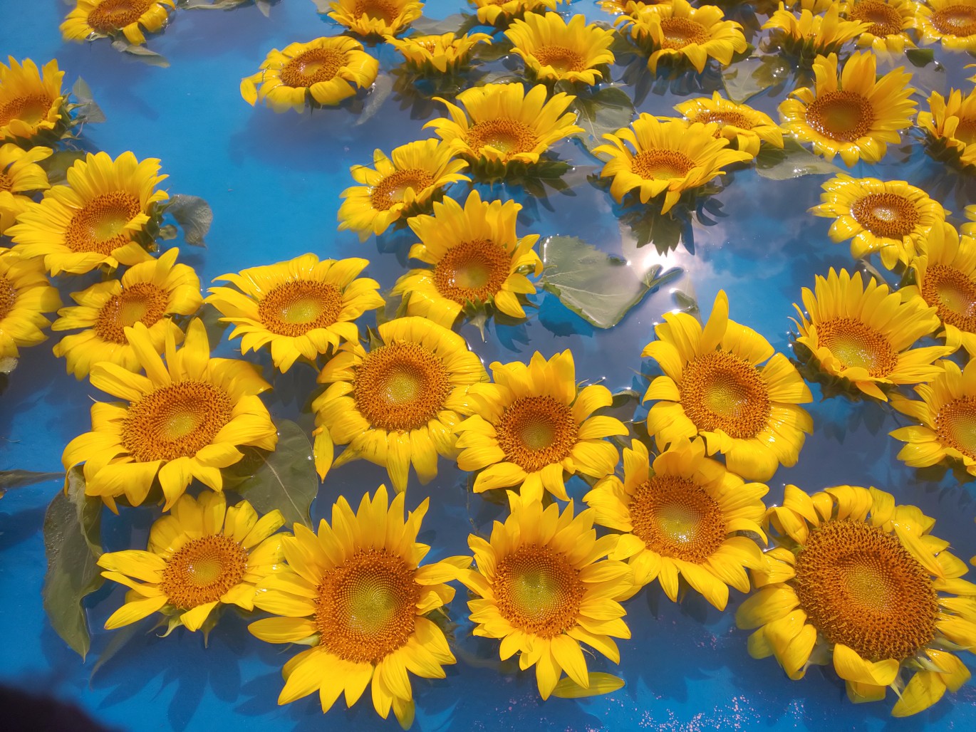 世羅高原農園 ひまわりまつり 08 23 Miicooさんの世羅町の活動データ Yamap ヤマップ