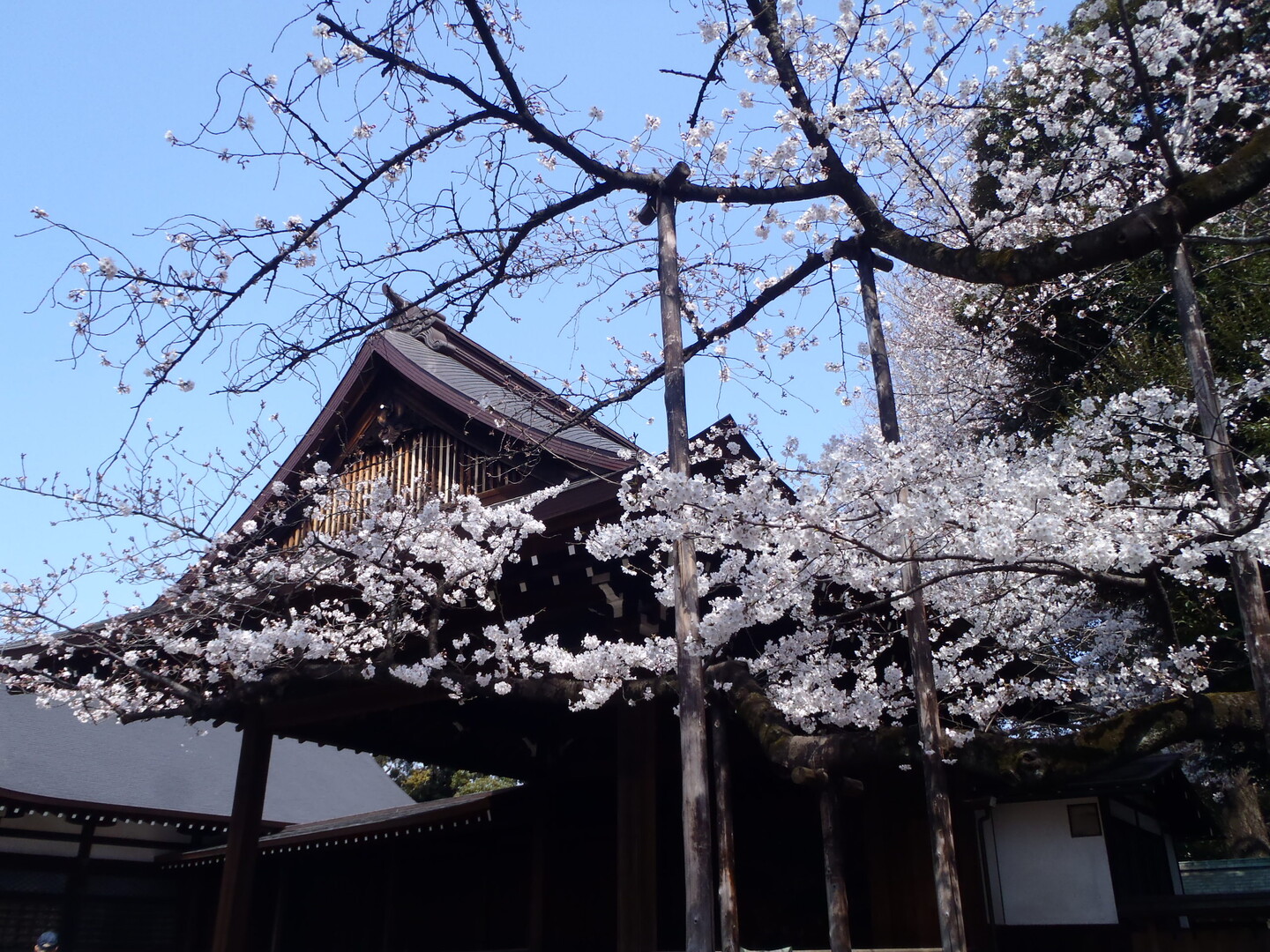 桜 を追いかけて ゆかちゃんさんの東京都23区 中央エリアの活動日記 Yamap ヤマップ