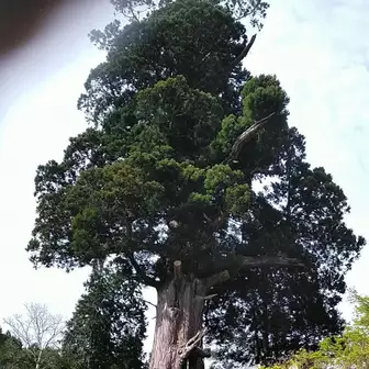 箒杉
神奈川県下最高齢、推定樹齢が約2000年のパワースポットだそうです。
すごいですね✨
お付き合い頂き、ありがとうございました😃