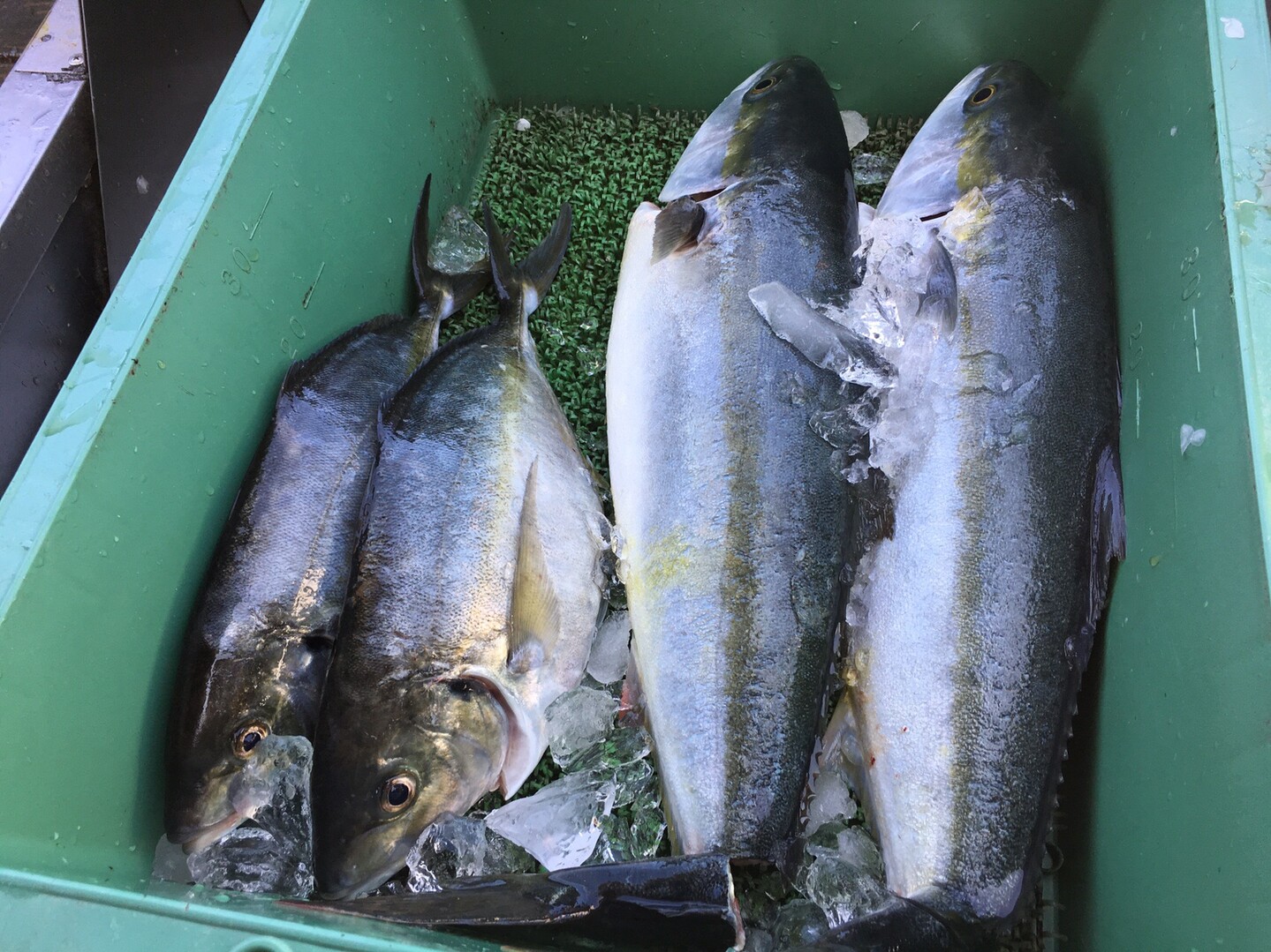 海上釣り堀レインボー19 10 01 Takashiさんの若狭路トレイルの活動日記 Yamap ヤマップ