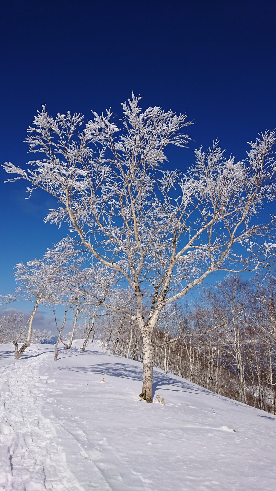 主府久(しゅふきゅう)・ハッタオマナイ岳 / kiriaさんのハッタオマナイ岳の活動データ YAMAP / ヤマップ