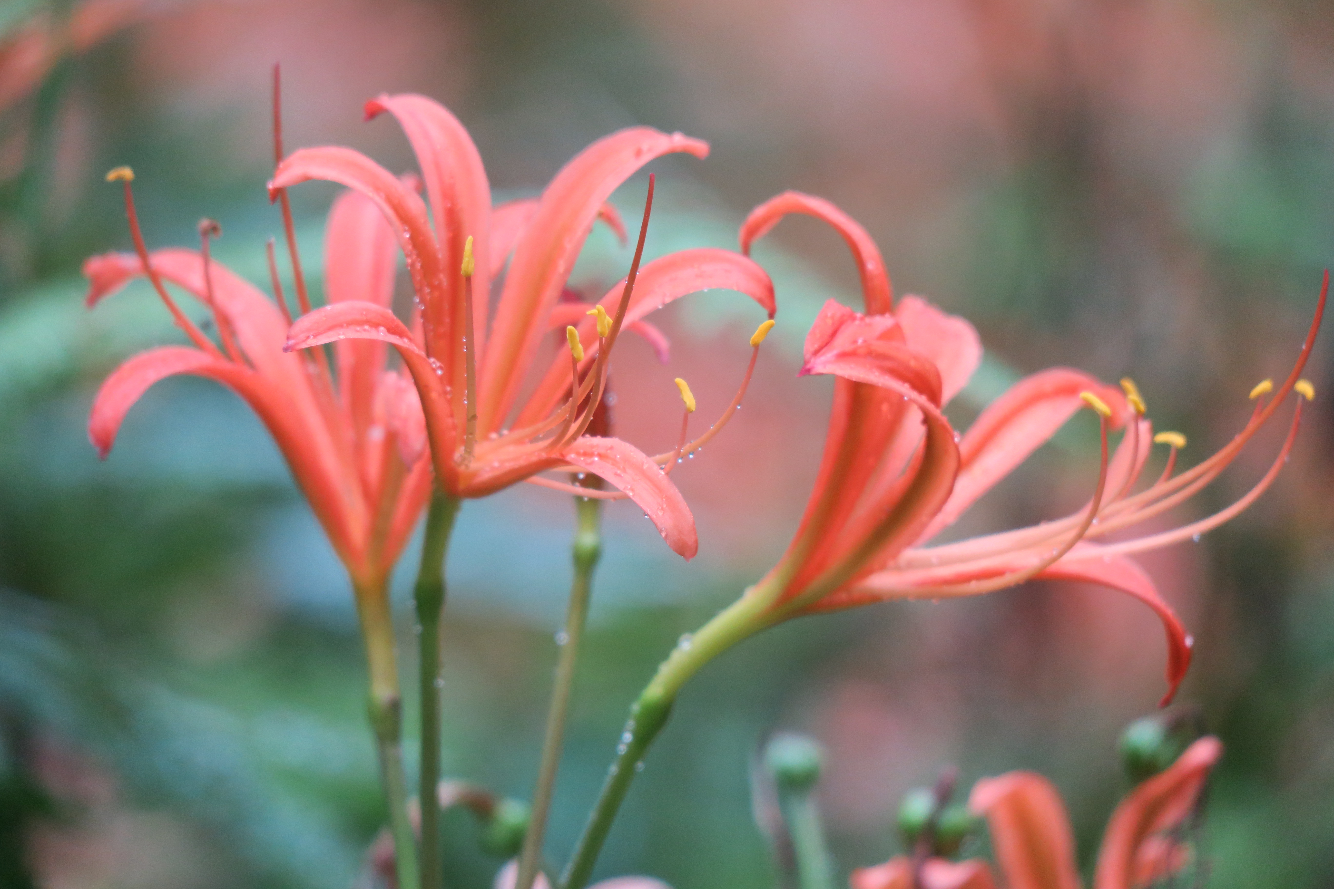 ポンポン山へ夕涼み ケンさんのポンポン山 釈迦岳 小塩山 若山の活動日記 Yamap ヤマップ