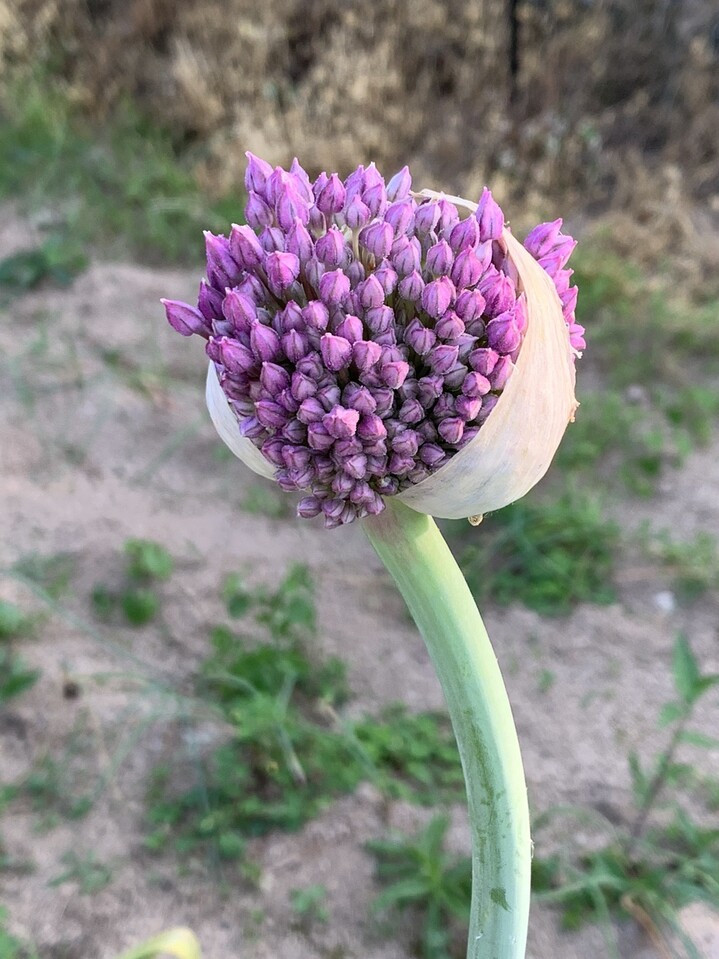 虫と花と実と 四王寺山 大城山 大原山の写真48枚目 ジャンボニンニクの花です ギガンジュ Yamap ヤマップ