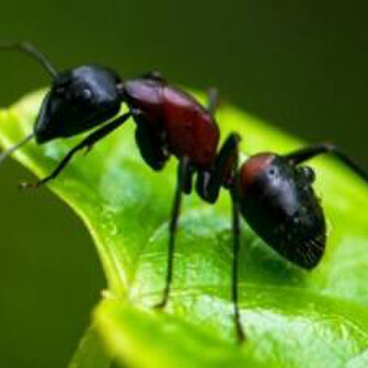 ムネアカオオアリ