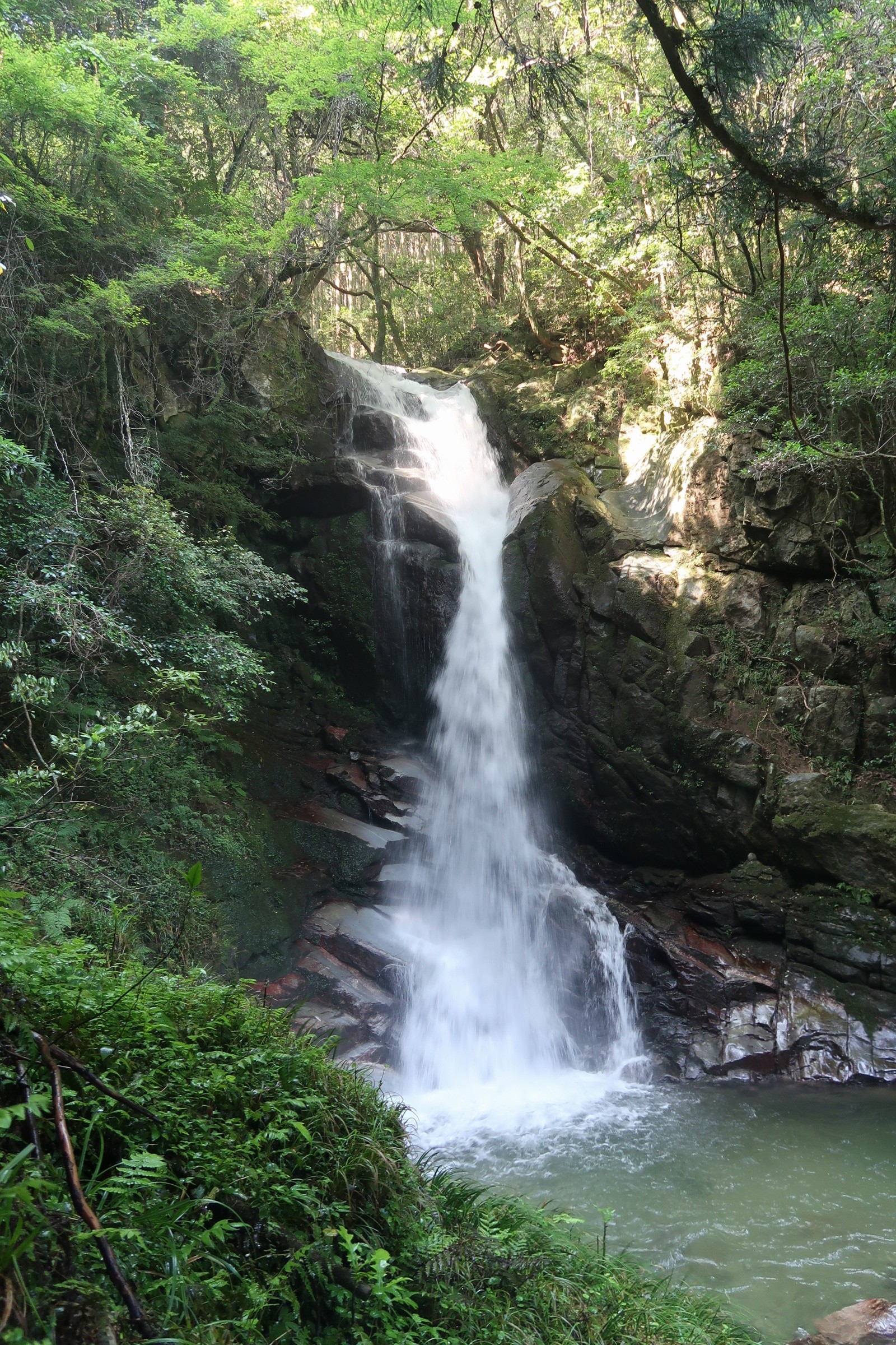 花乱の滝から金山へ さくら花花さんの脊振山 金山の活動データ Yamap ヤマップ