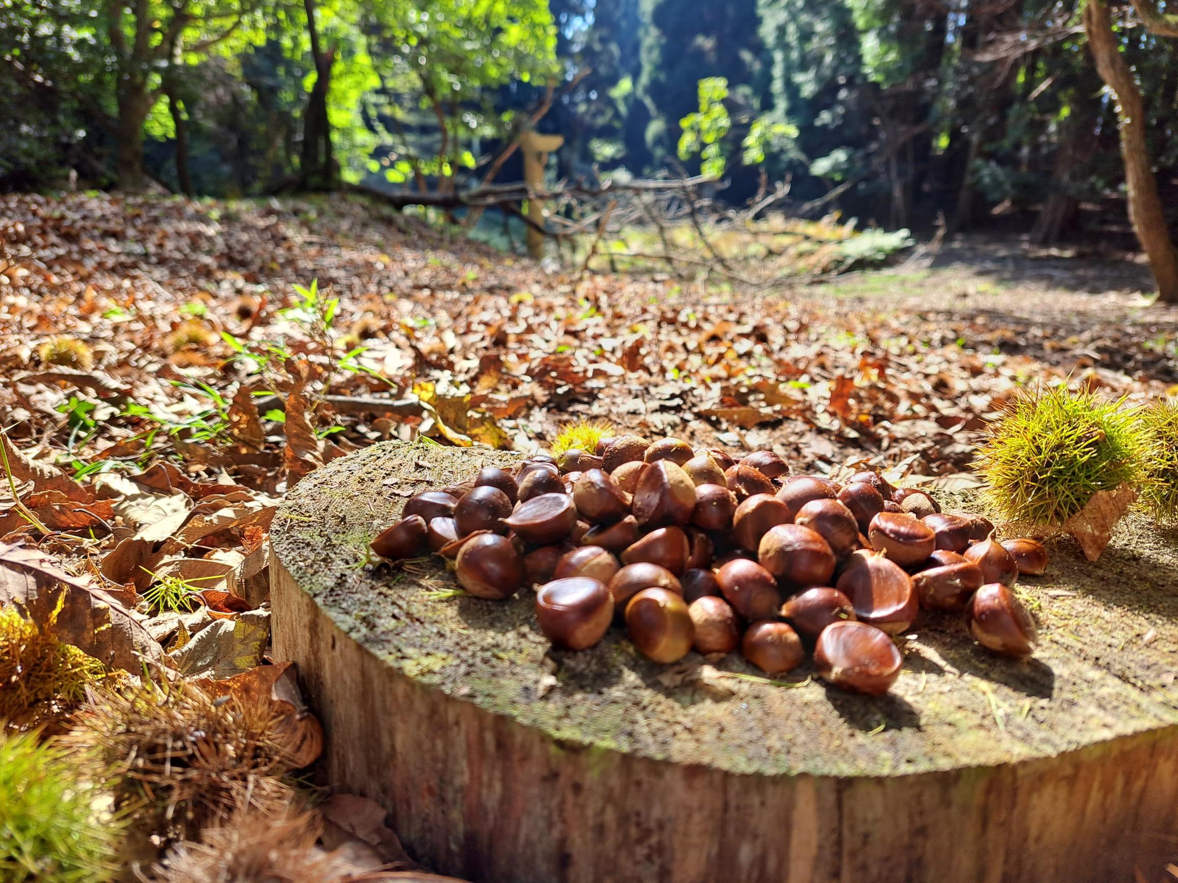 ヤマグリとアサギマダラ鎌知土 羽沢 たかさんの多度山 美濃松山 石津御嶽の活動データ Yamap ヤマップ