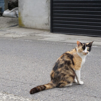 mura