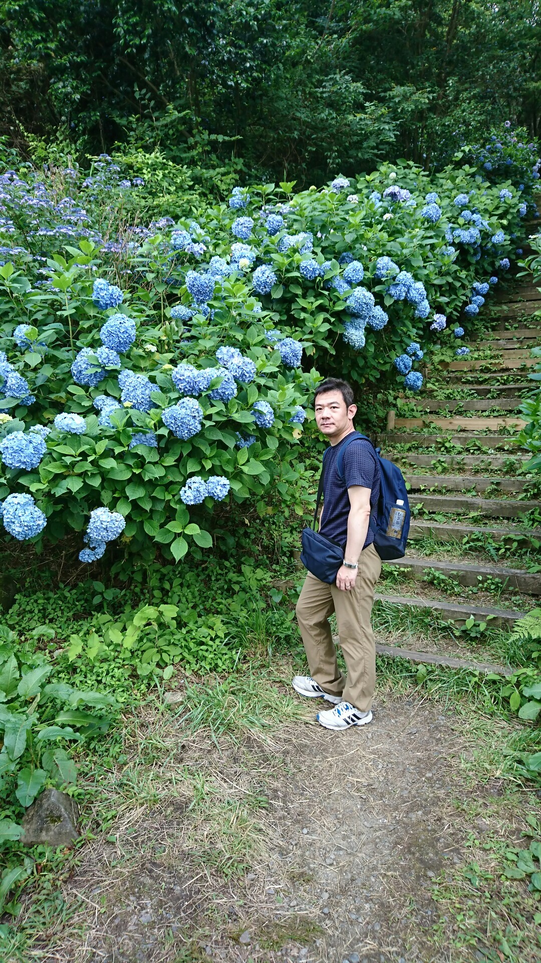 生駒山上 ぬかた園地あじさい園散策 やぶーさんの生駒山 神津嶽 大原山の活動データ Yamap ヤマップ