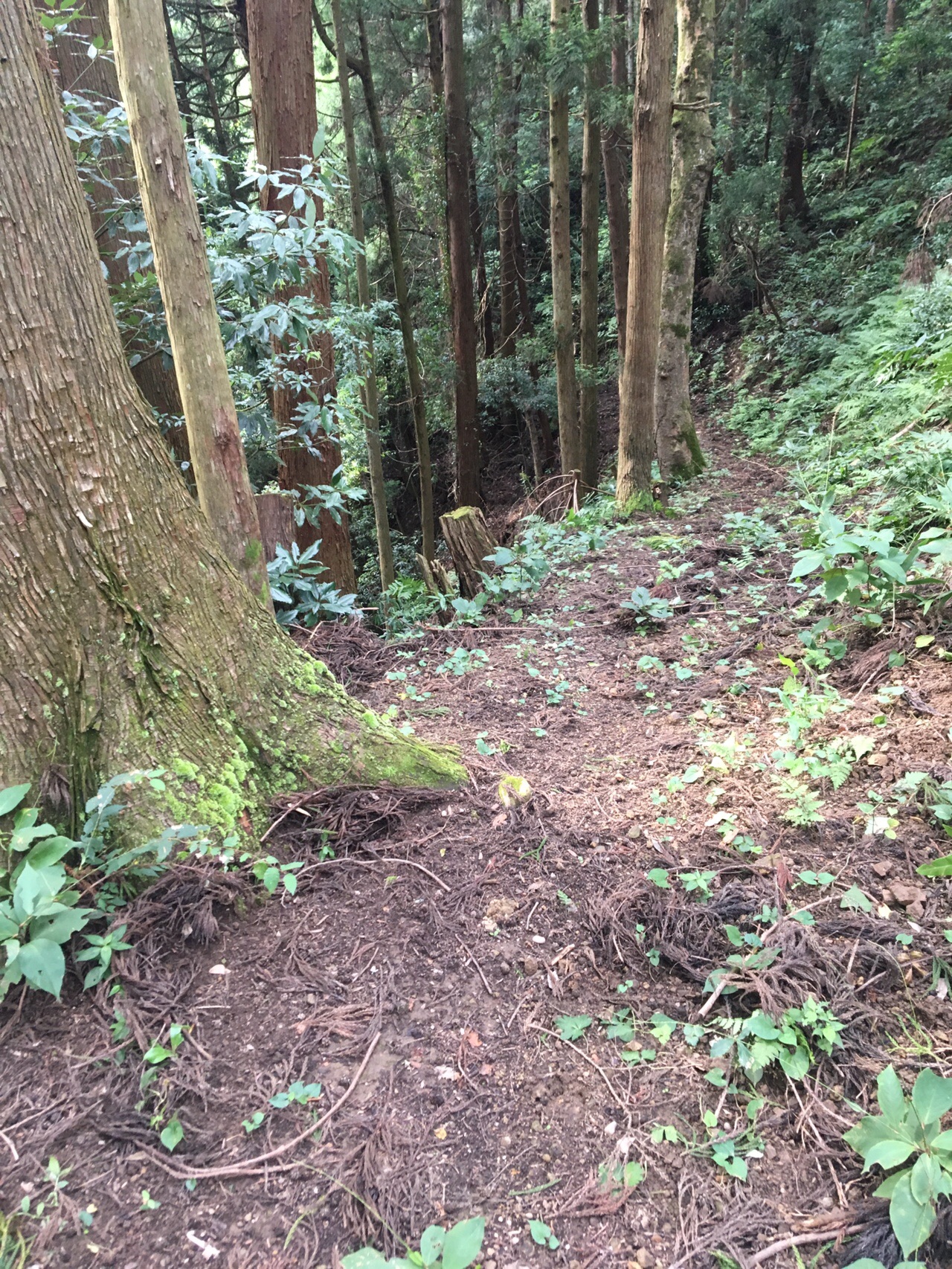 初めての 弁財天山 鯖江市 のっぽ さんの鯖江市の活動日記 Yamap ヤマップ