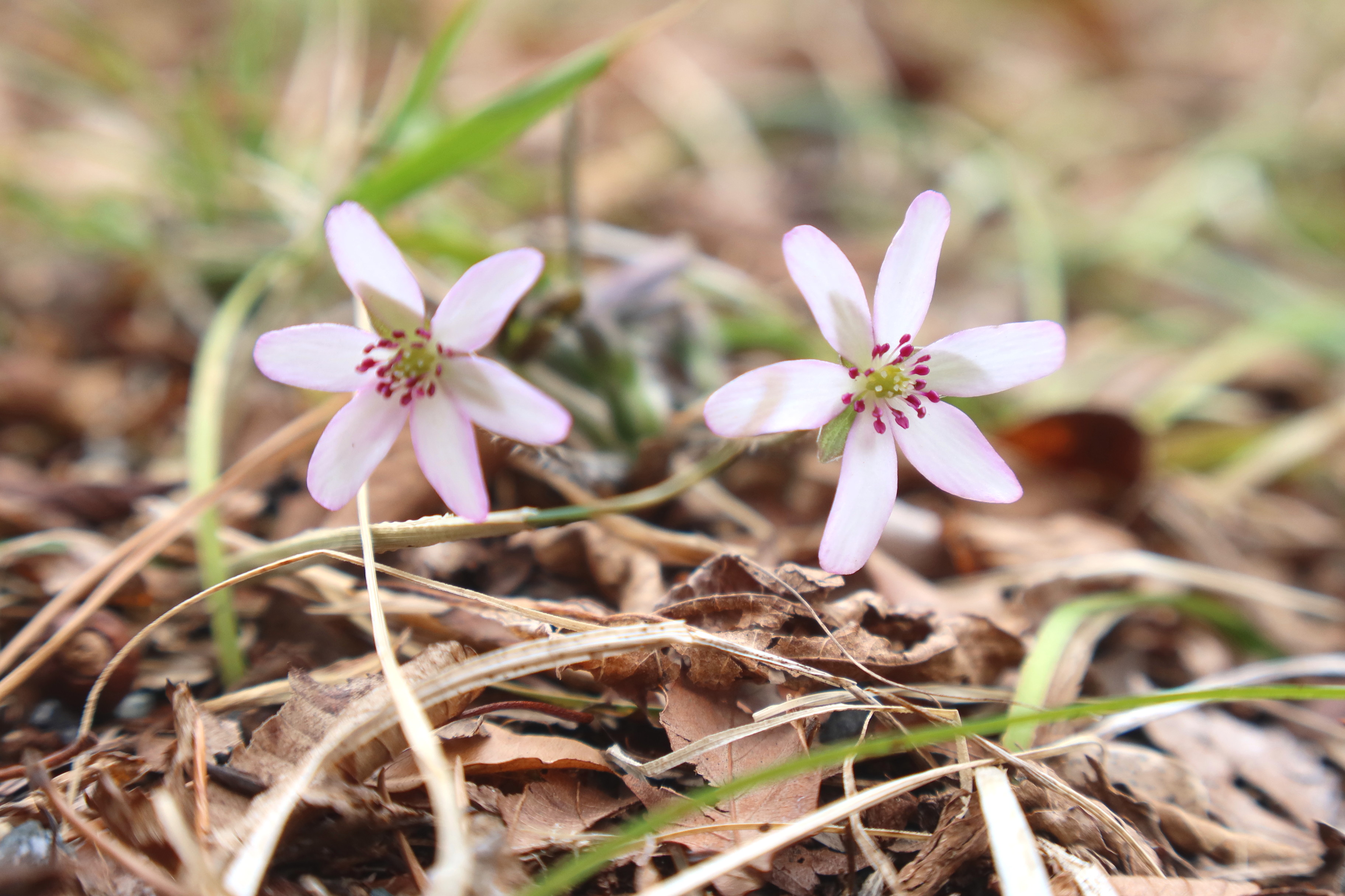 花レコ 箱根湿生花園 十里木の氷筍 富士宮市カタクリ情報 Kunsanさんの箱根山 神山の活動データ Yamap ヤマップ