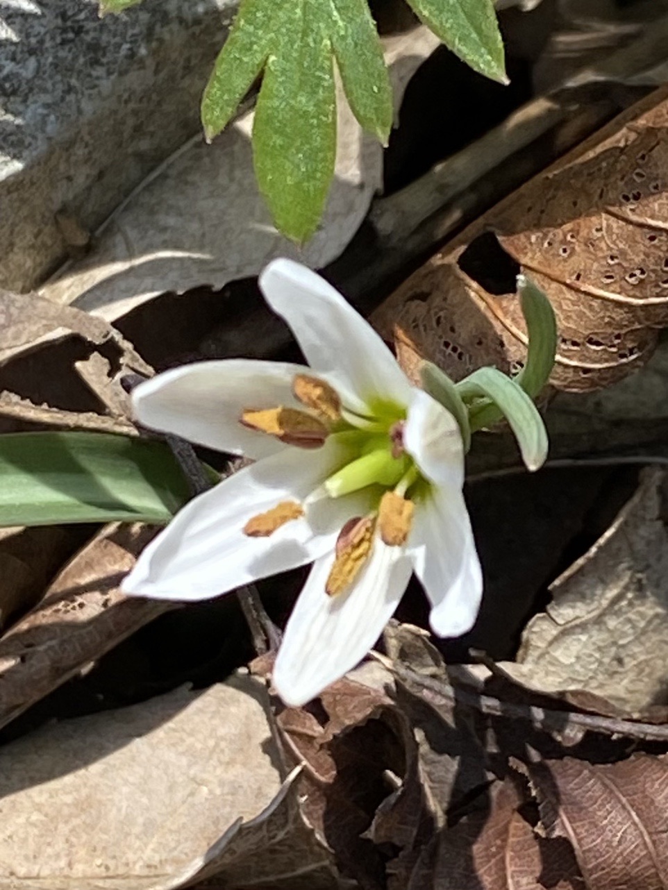 孫太尾根から花巡り 藤原岳 和坊さんの藤原岳 御池岳の活動日記 Yamap ヤマップ