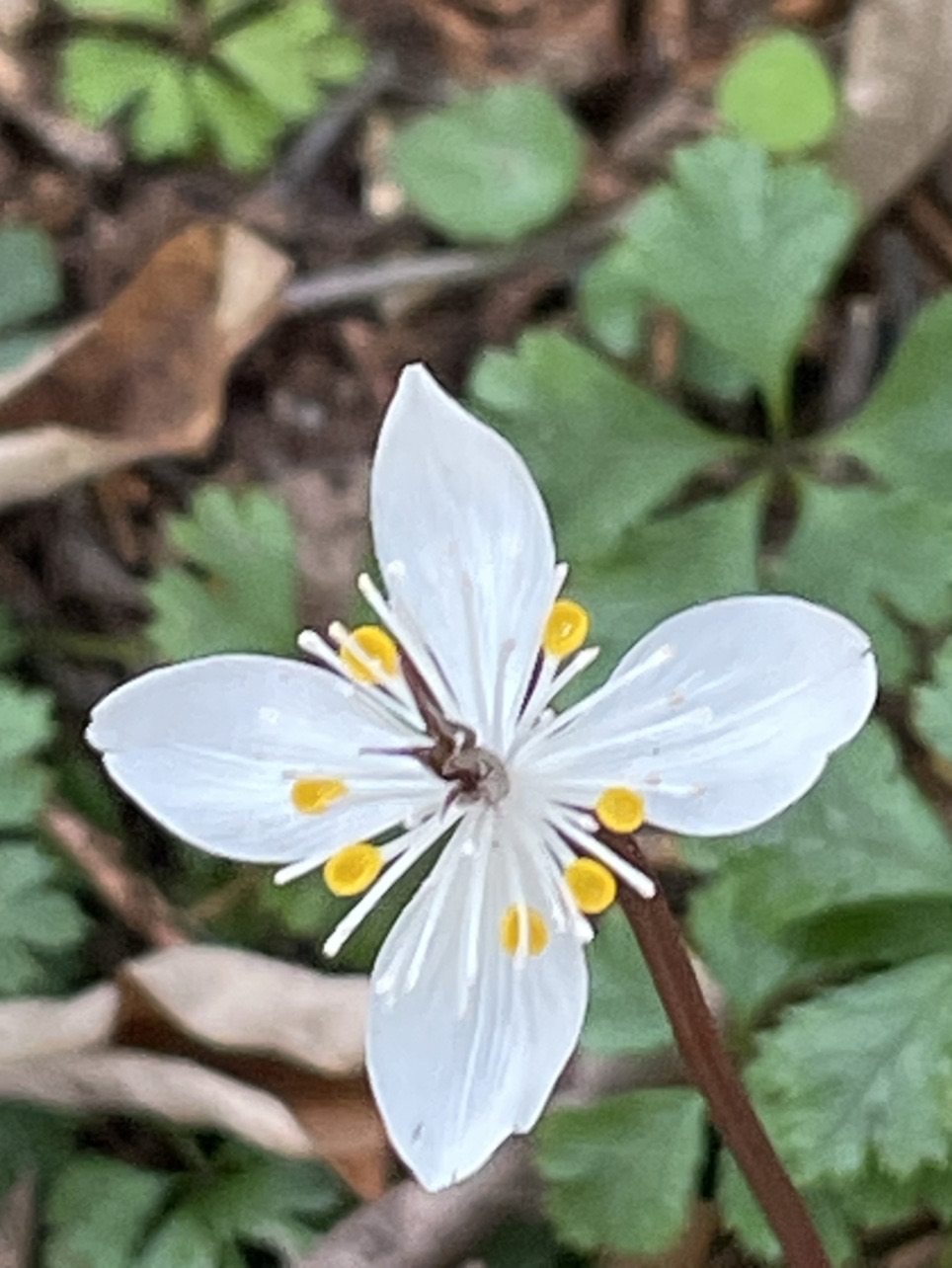 春の妖精がいっぱい Otaksaさんのウォーキングの活動日記 Yamap ヤマップ
