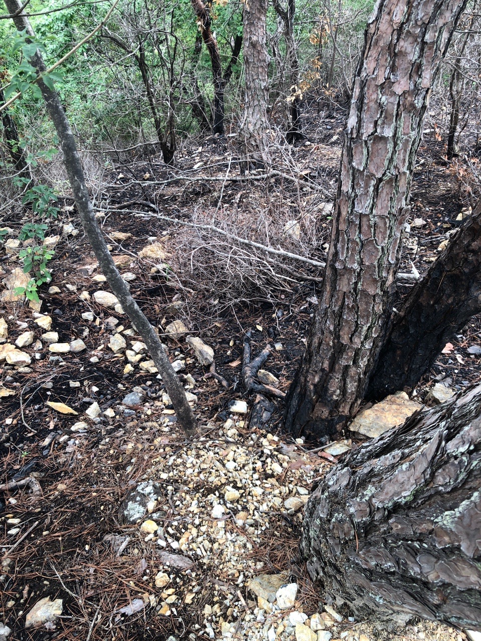 両崖山・仙人ヶ岳・石尊山 山火事の跡、まだ焦げ臭いです。