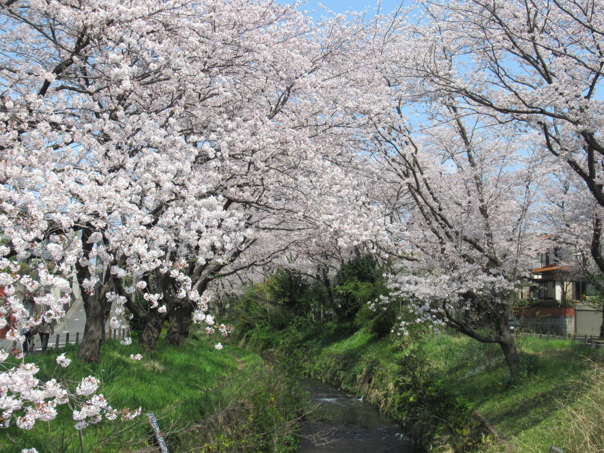 大和ゆとりの森 千本桜 遊びの森 自転車散歩 Ryuyuさんの厚木市の活動日記 Yamap ヤマップ