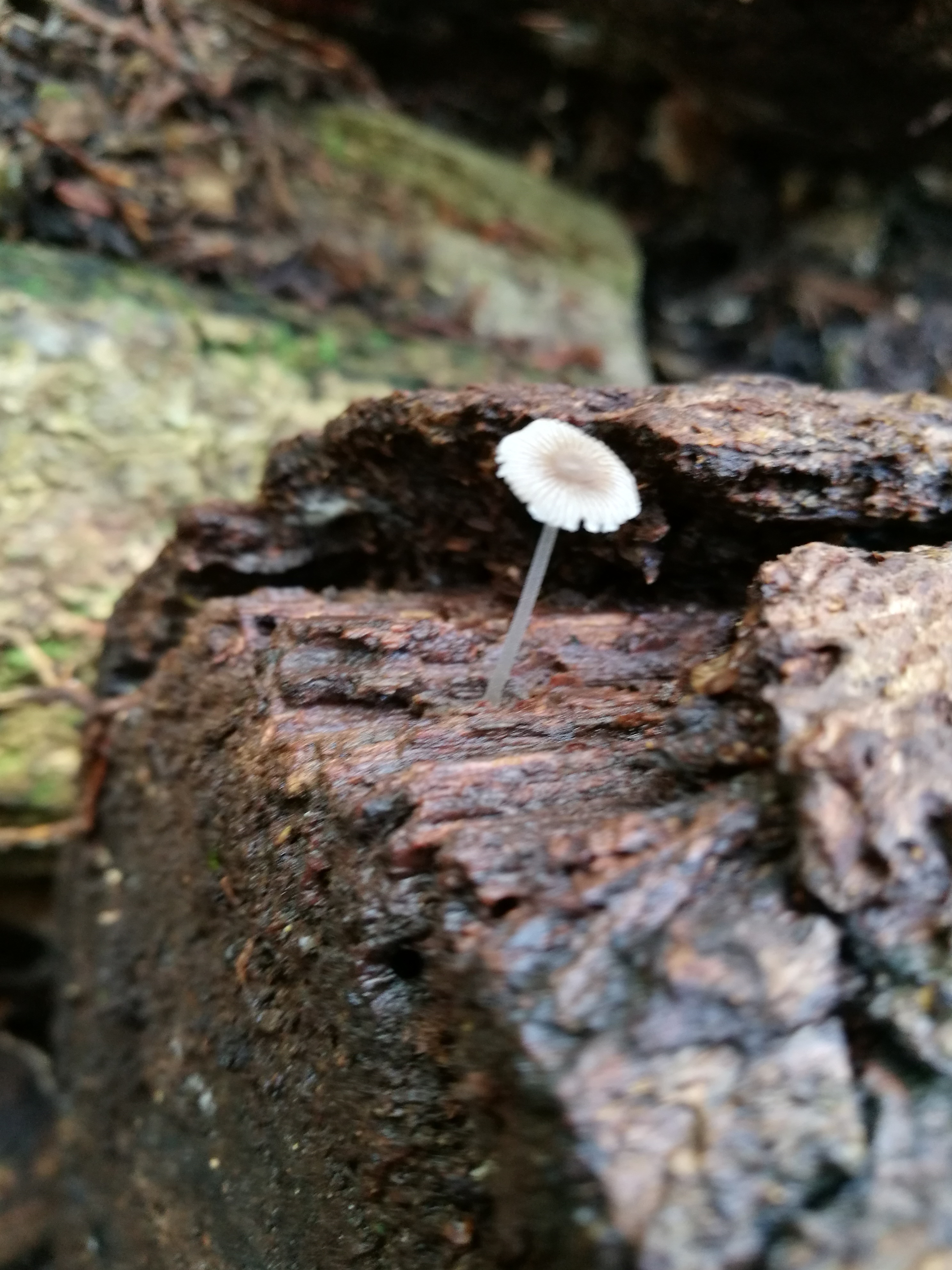 八曽山 苔ときのこと八曾滝と 夏 Saka000さんの八曽山の活動日記 Yamap ヤマップ