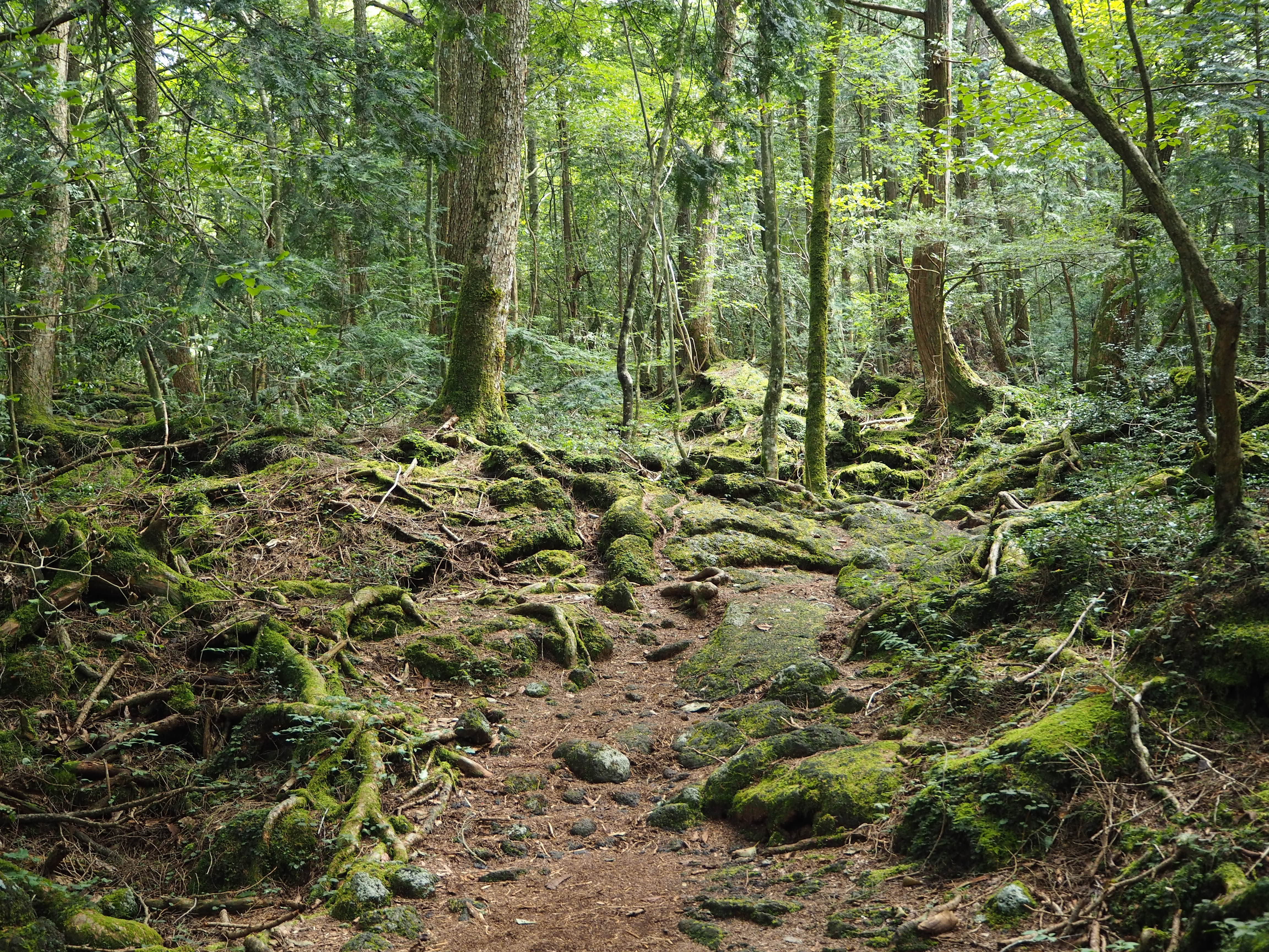 青木ヶ原樹海 散策 富岳風穴 青木ヶ原樹海 野鳥の森公園 紅葉台 鳴沢氷穴 富岳風穴 むろ監督さんの鳴沢村の活動日記 Yamap ヤマップ