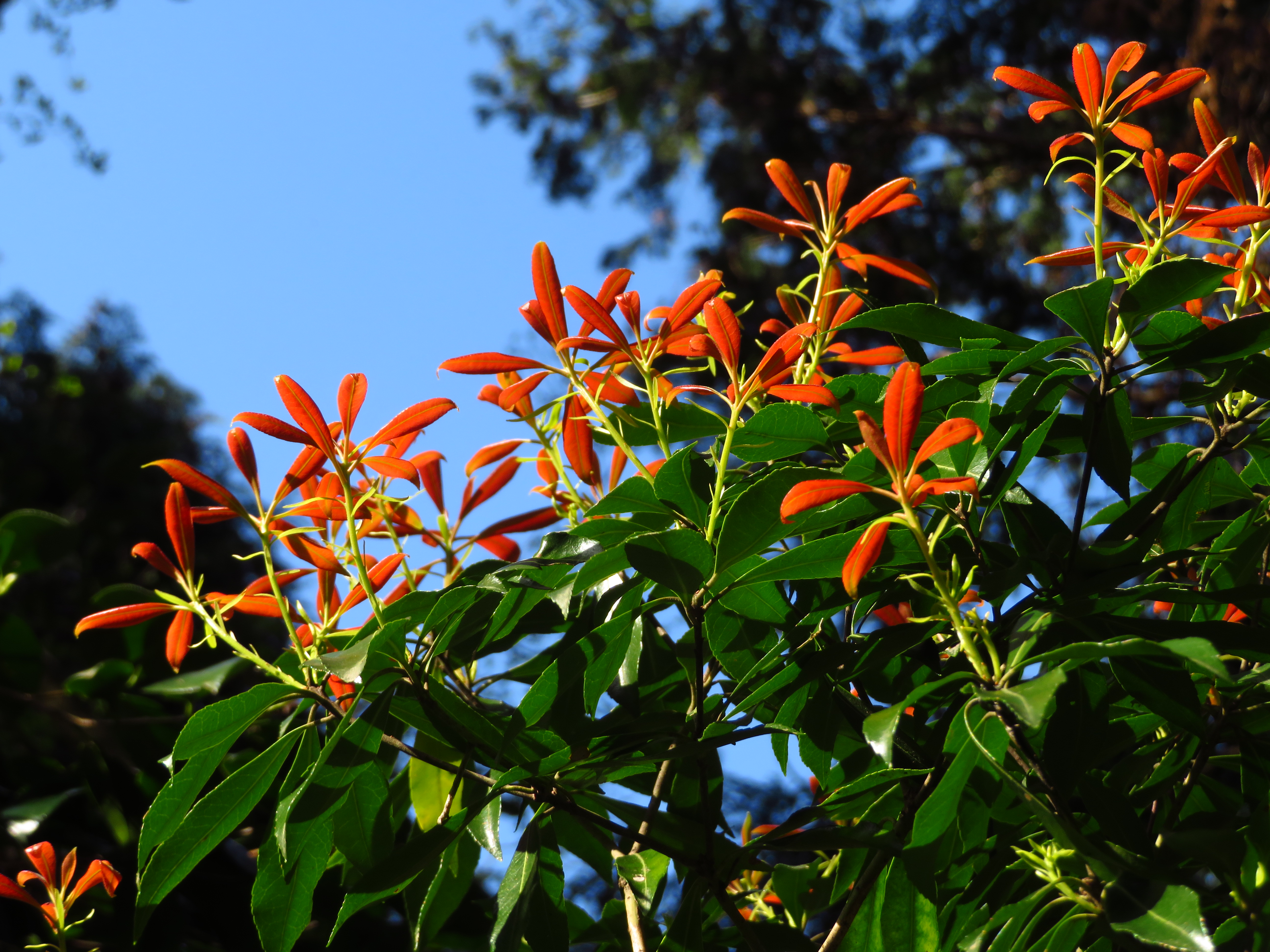 タブノキの若葉鮮烈 うらさんの高良山 発心山 鷹取山の活動データ Yamap ヤマップ
