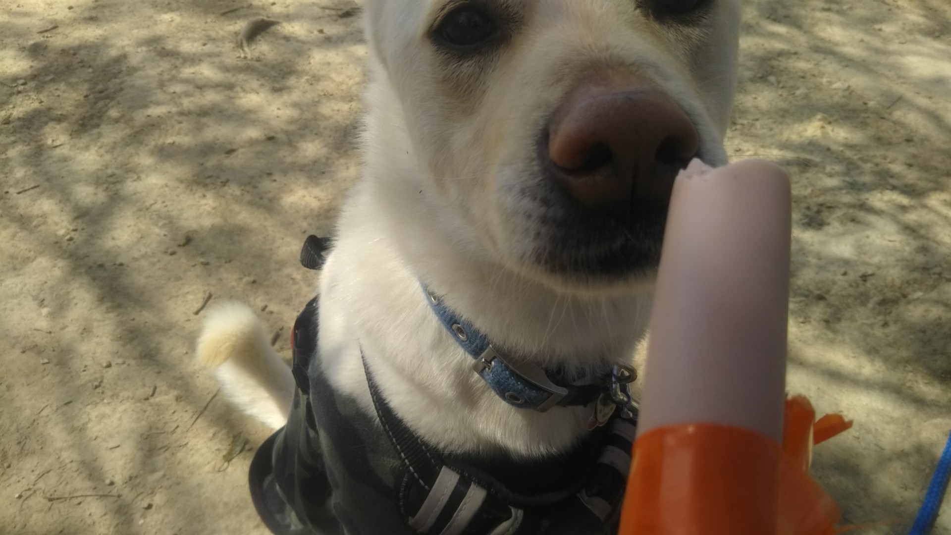 龍ノ口山 小太郎ギョニソチャレンジ こうじさんの龍ノ口山の活動データ Yamap ヤマップ