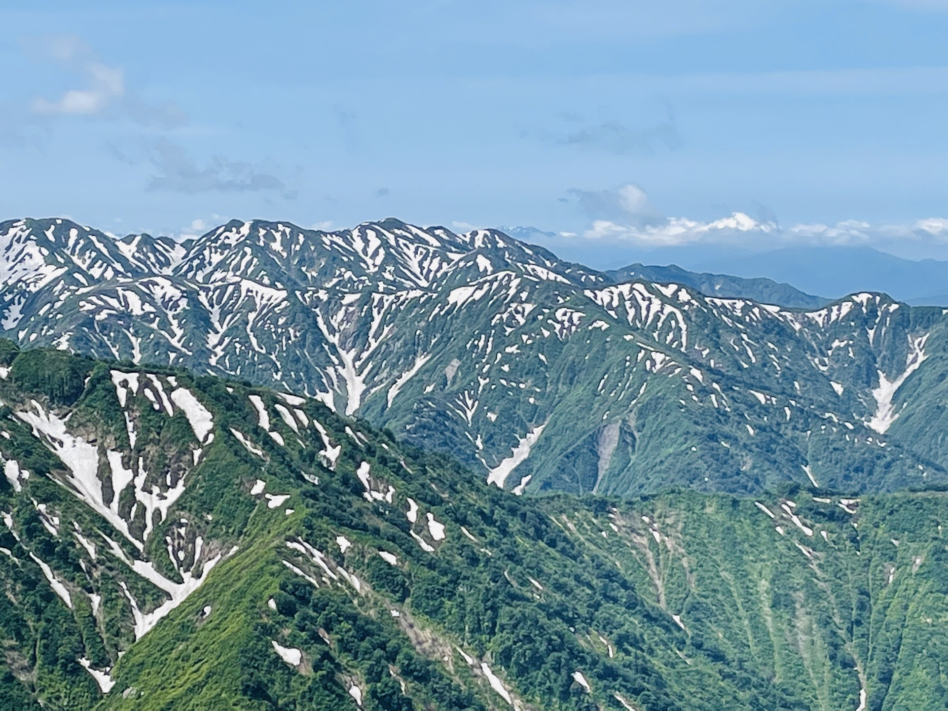 ゼブラが物凄い！