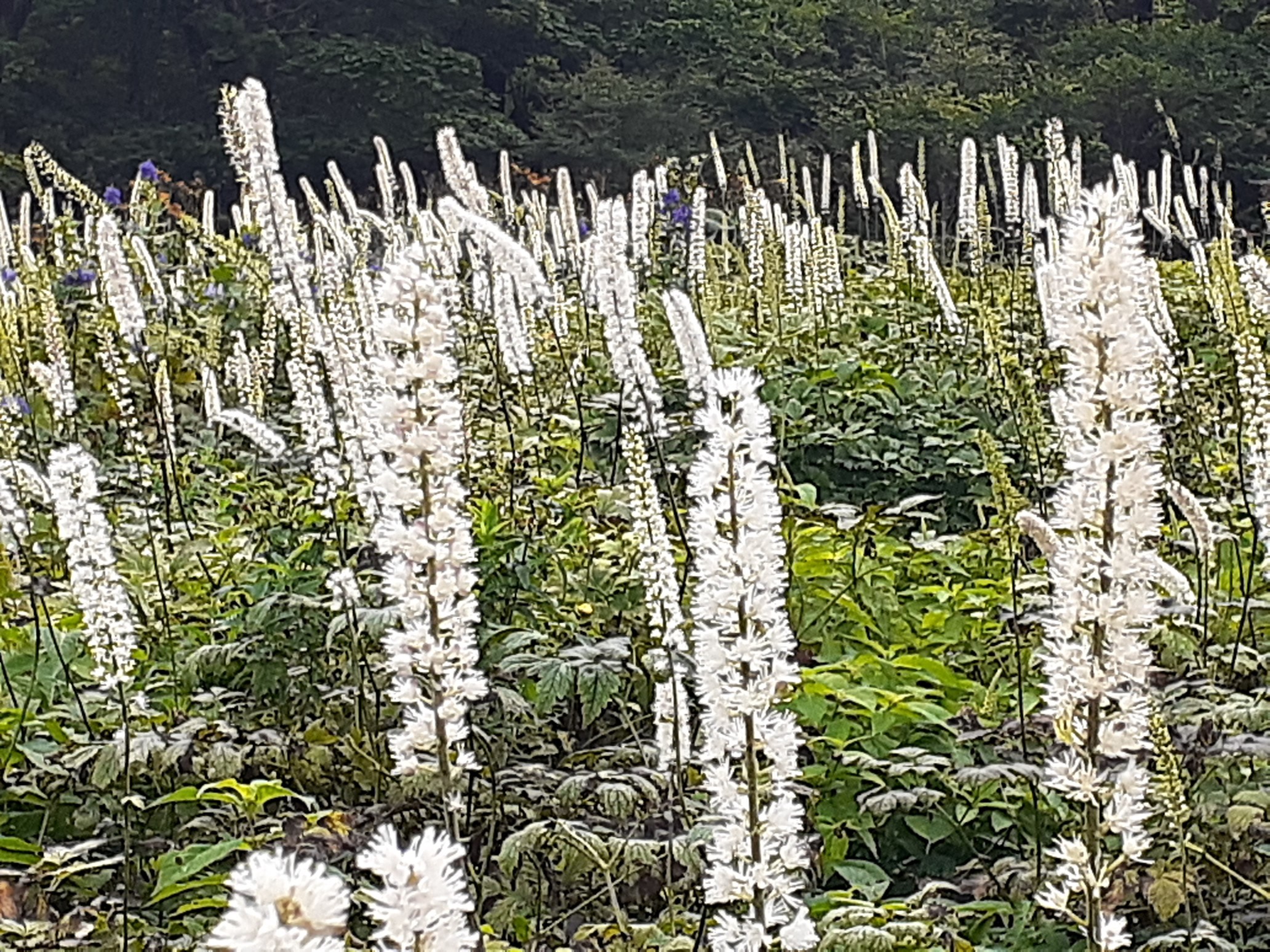 サラシナショウマ満開の伊吹山へ両親と たかしさんの伊吹山 伊吹高原 御座峰の活動データ Yamap ヤマップ
