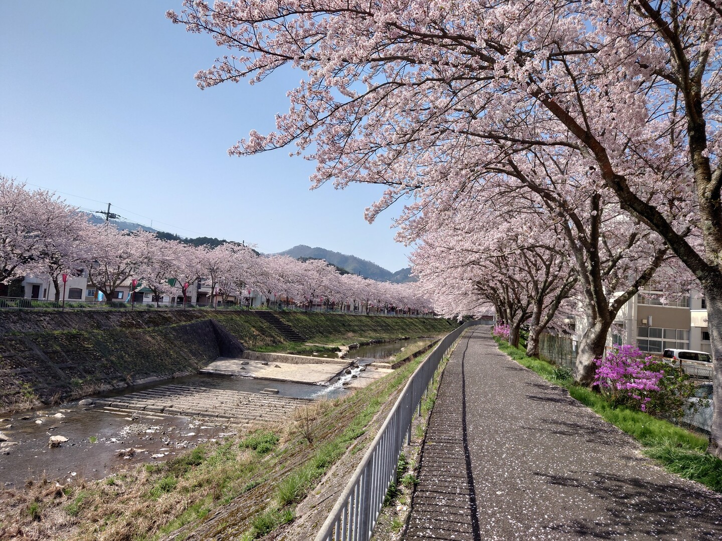 桜ロードウォーキング🌸 与保呂川水源地多門院金剛院与保呂川 / よっしー®さんの五老岳の活動データ YAMAP / ヤマップ