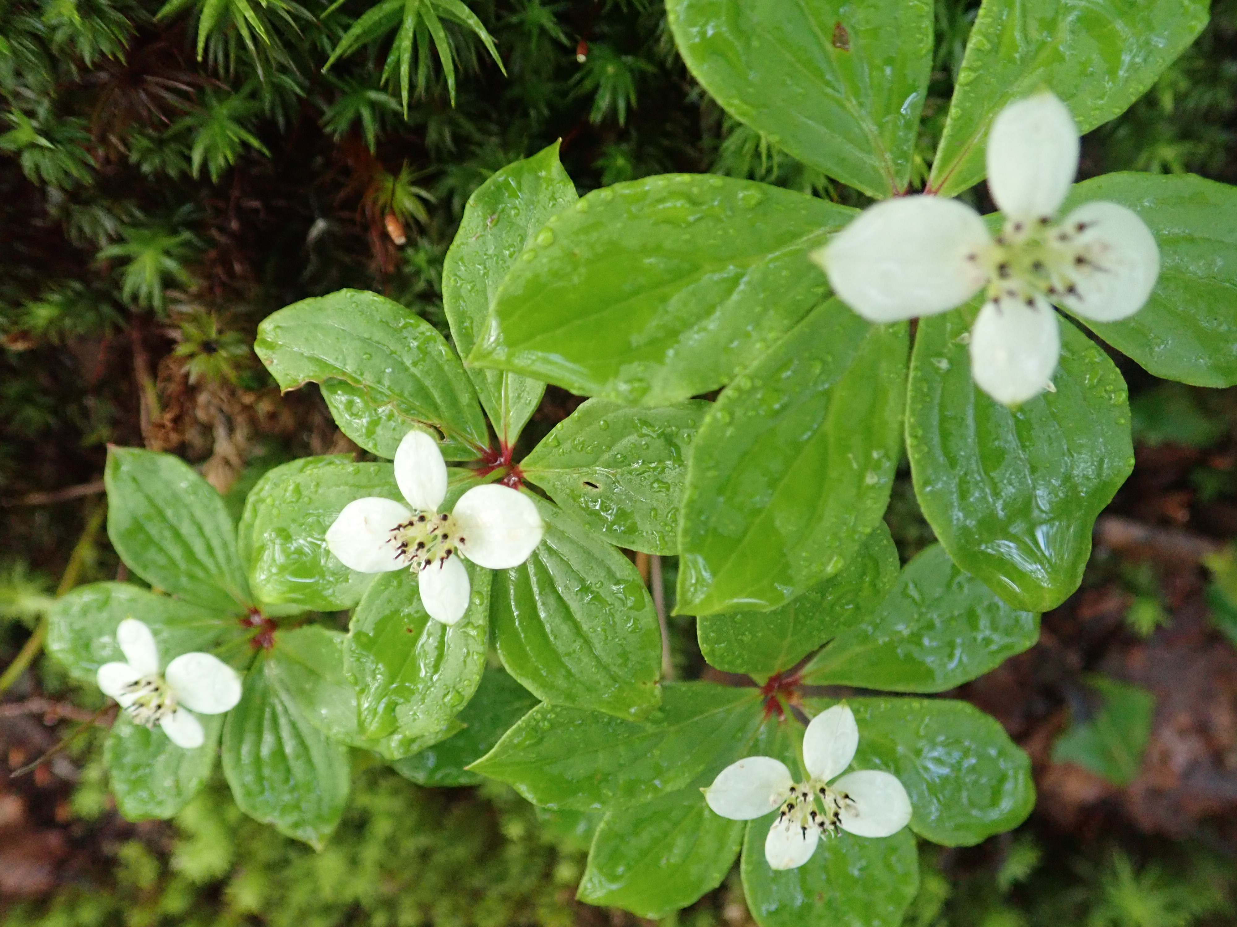 晴れを探して 空木岳 19 07 08 Akkoさんの木曽駒ヶ岳 空木岳 越百山の活動日記 Yamap ヤマップ