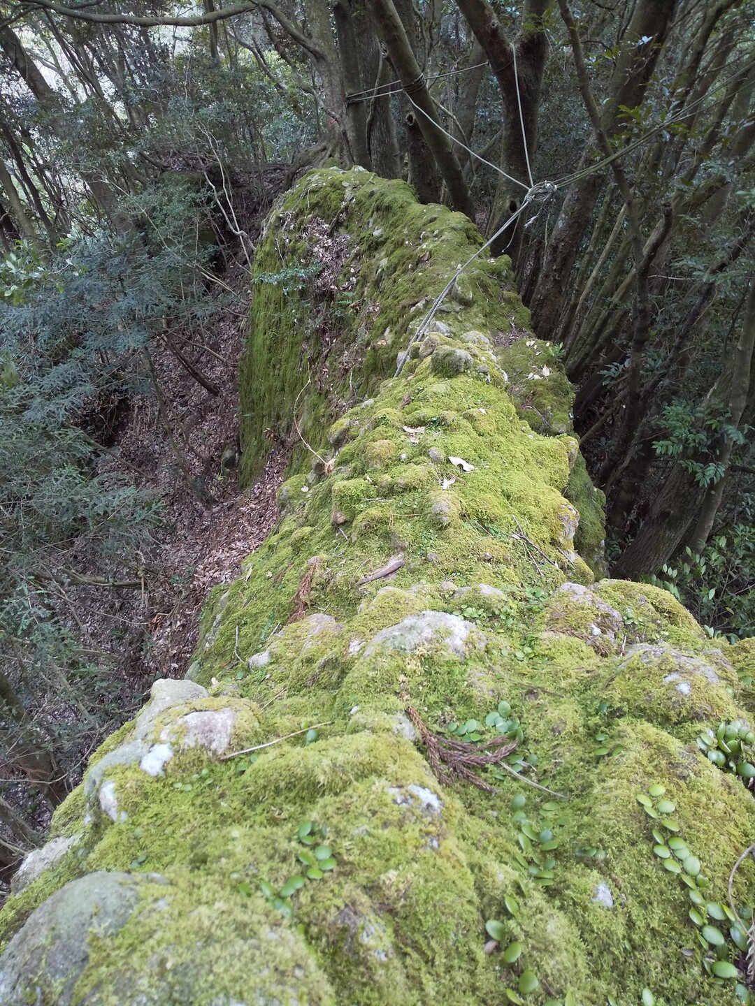 峰入り古道② 行者堂⇆斫石峠⇆釈迦ヶ岳 / 1kiさんの釈迦ヶ岳・大日ヶ岳・岳滅鬼山の活動データ YAMAP / ヤマップ